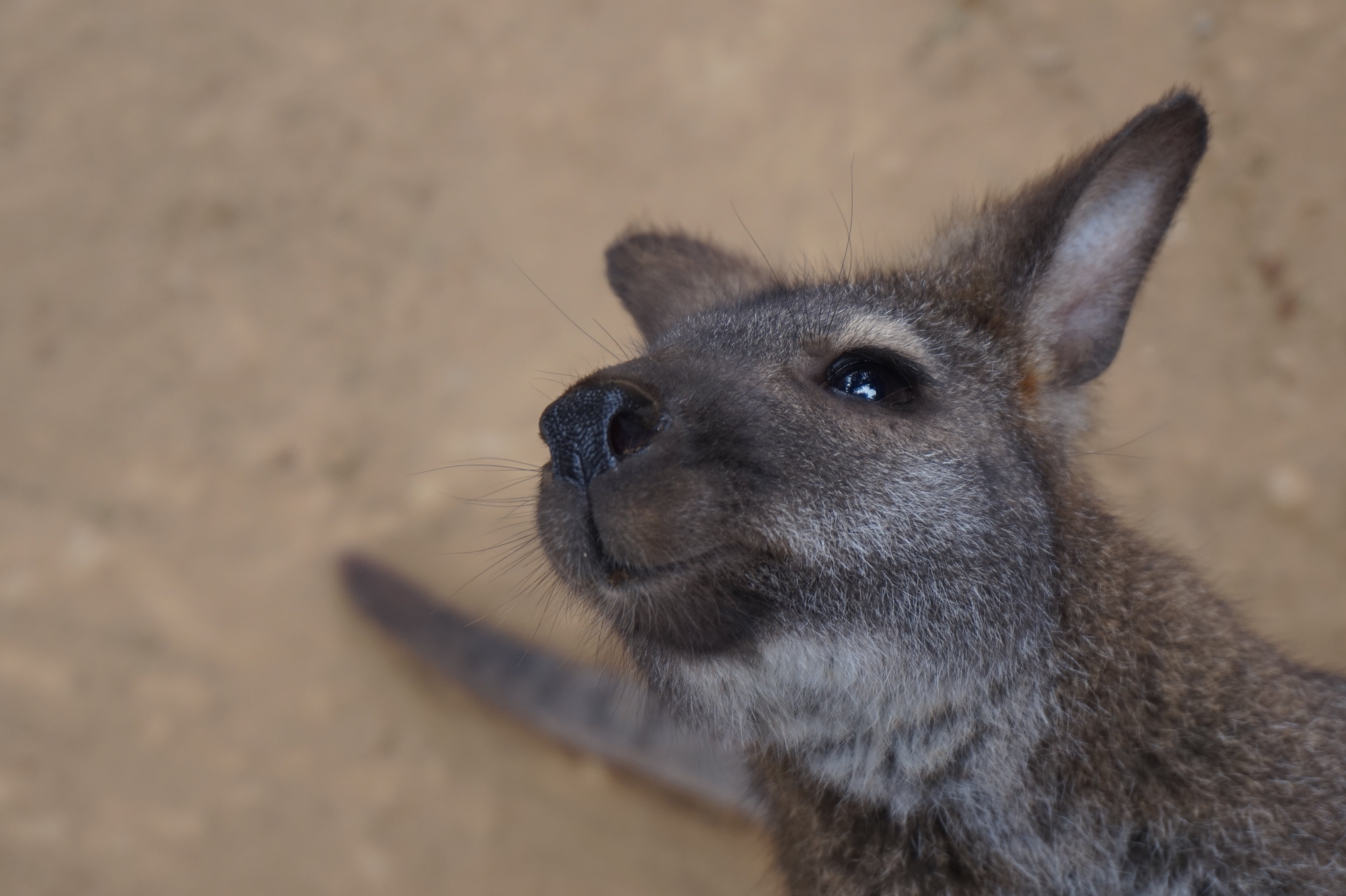 wild, rodent, animal body part, species, mammal, domestic animals, looking, close-up, one animal, animal head, rabbit - animal, fur, fauna, brown, animal themes, HD Wallpaper