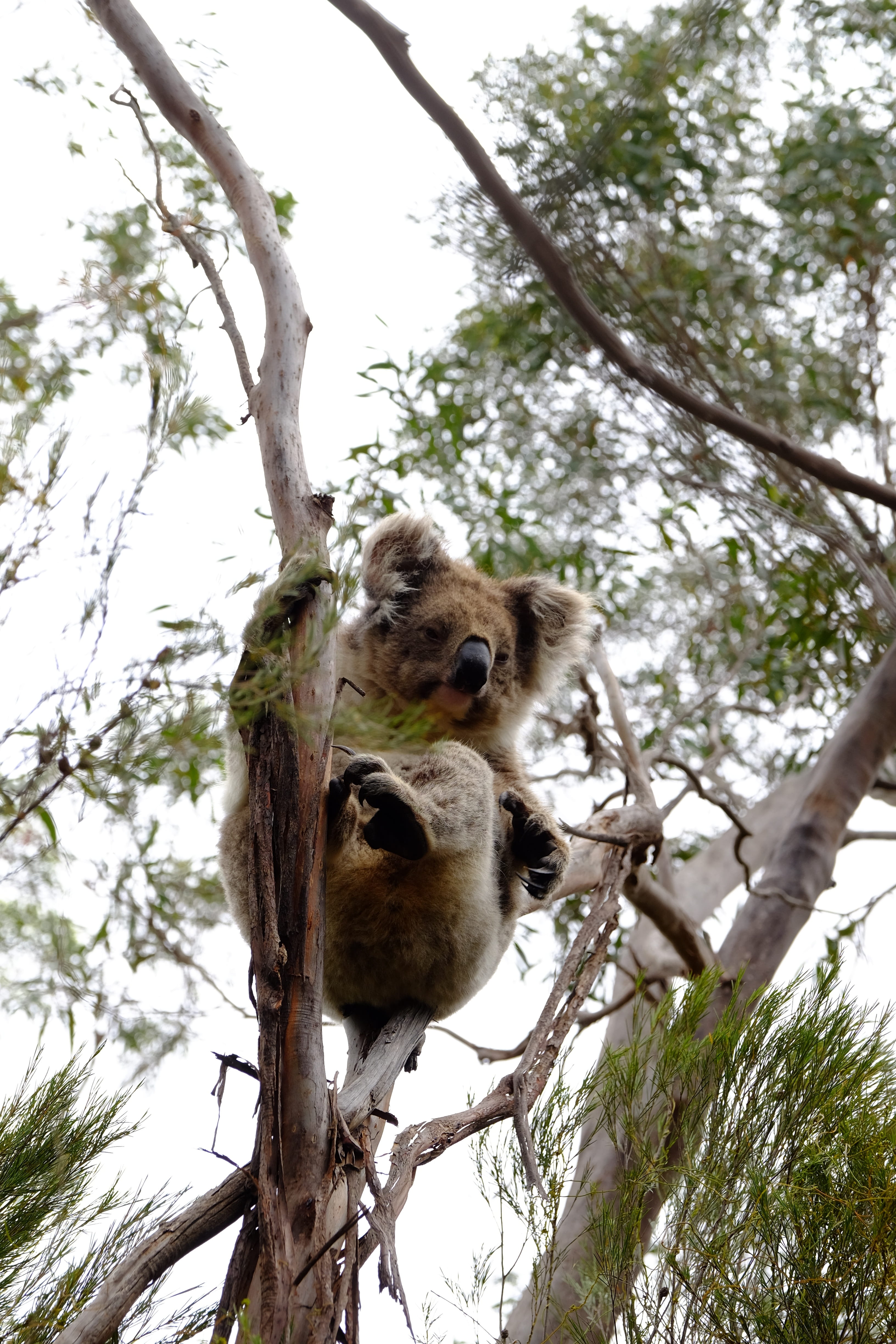 tree, low angle view, animal head, outdoors, day, animal, nature, rest, one animal, trunk, adorable, koala, looking at camera, australian, marsupial, animal wildlife, Phone HD Wallpaper