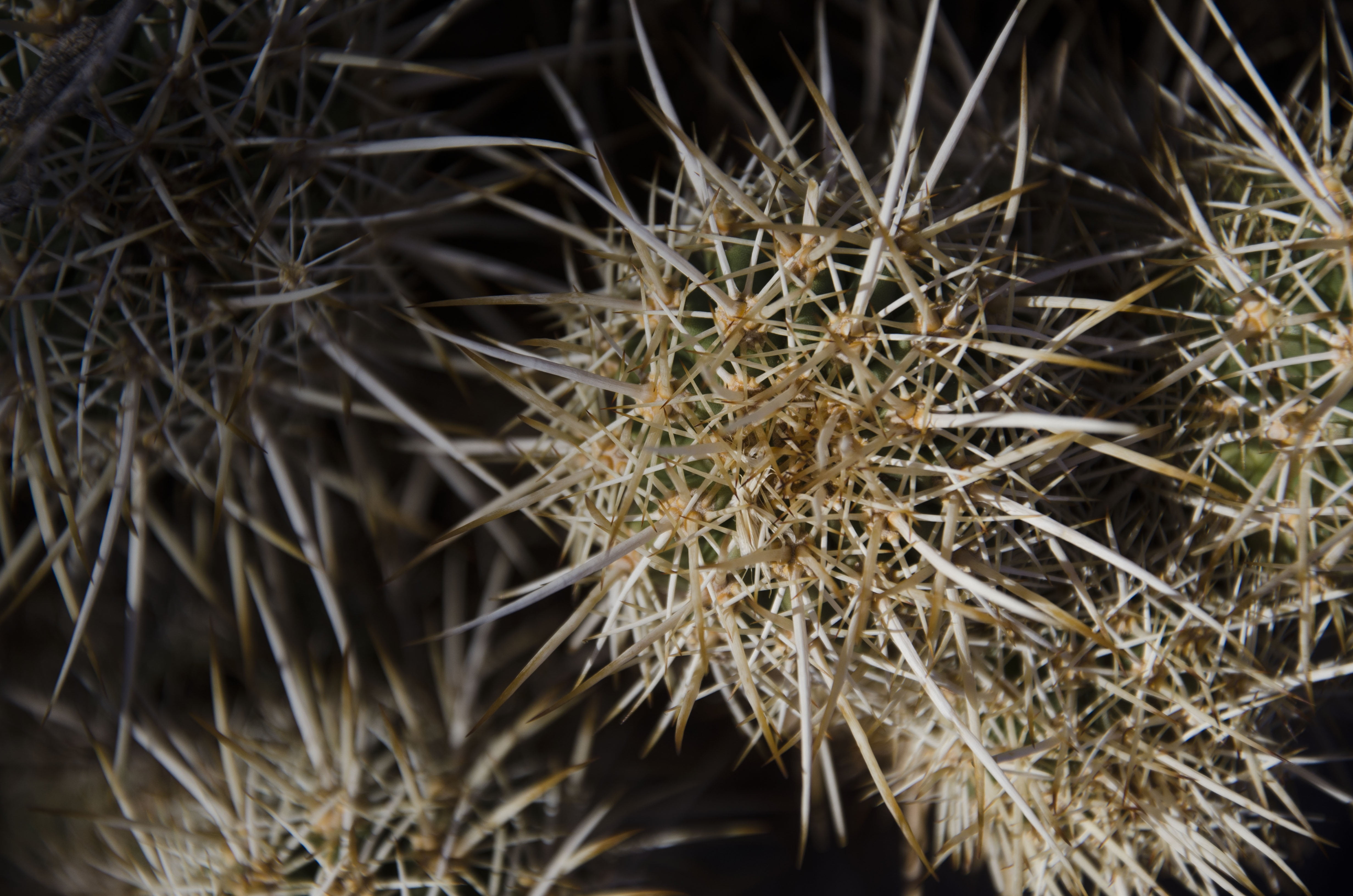 day, desert, flower, botanical, dry, flowering plant, outdoors, outdoor, 4K, botany, vulnerability, close-up, beauty in nature, texture, hazard, freshness, HD Wallpaper