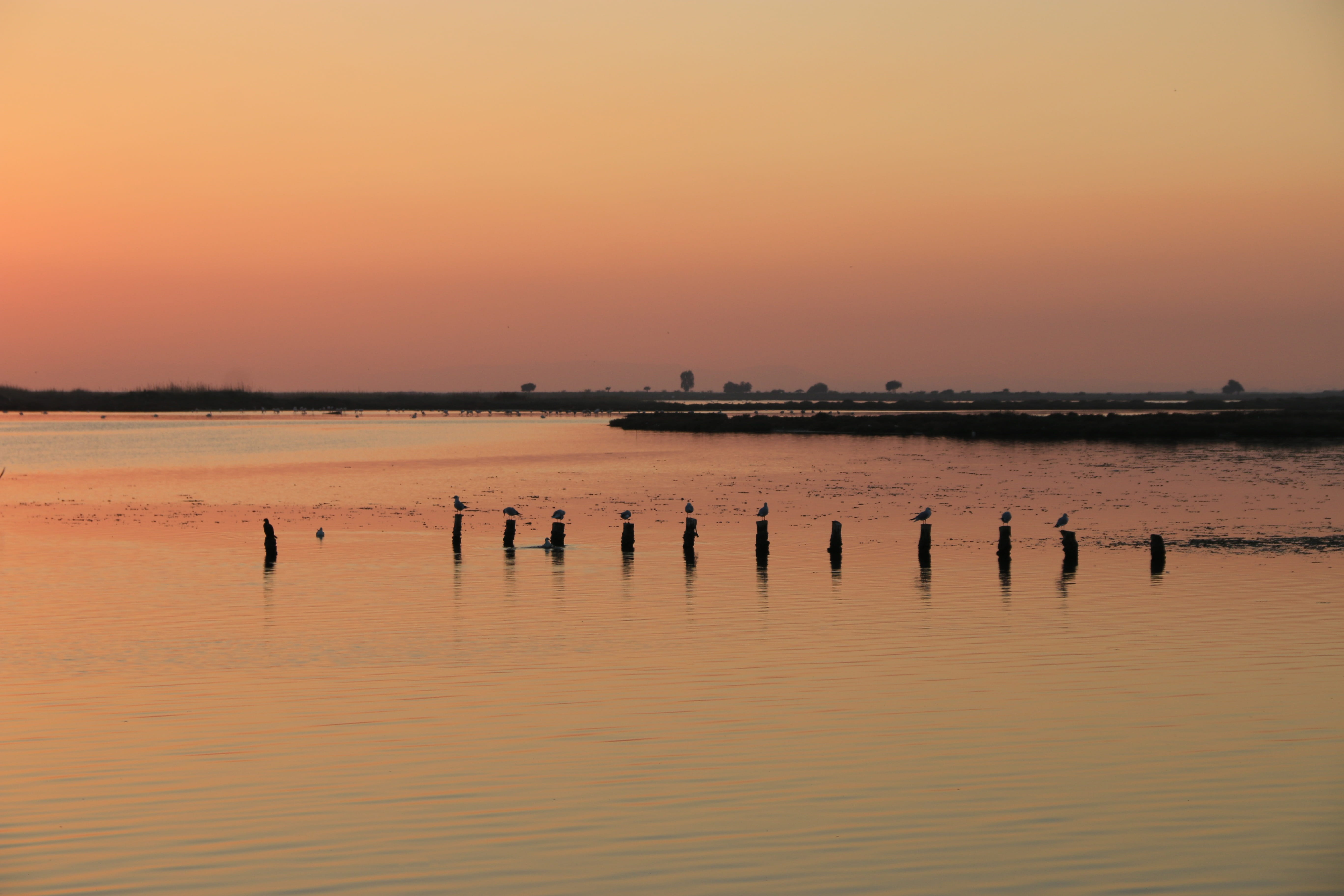 water, wooden post, heron, the setting sun, Sunset, nature, marine, outdoors, views of the sea, orange, idyllic, sea, scenics - nature, animals in the wild, HD Wallpaper