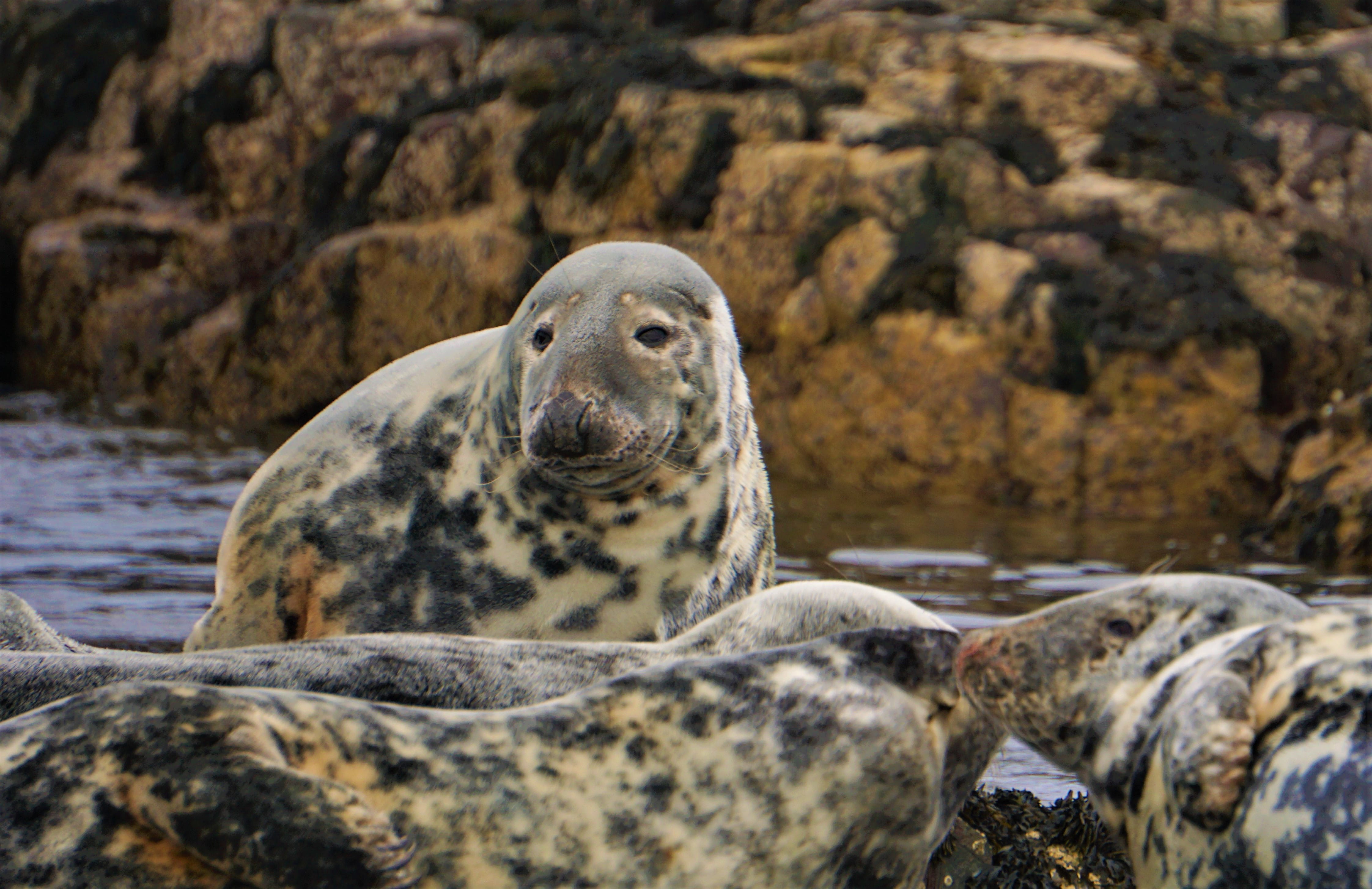 no people, nature, relaxation, sea lion, animals in the wild, sea, water, farne islands, leopard, marine, snow leopard, mammal, seals, solid, animal wildlife, HD Wallpaper