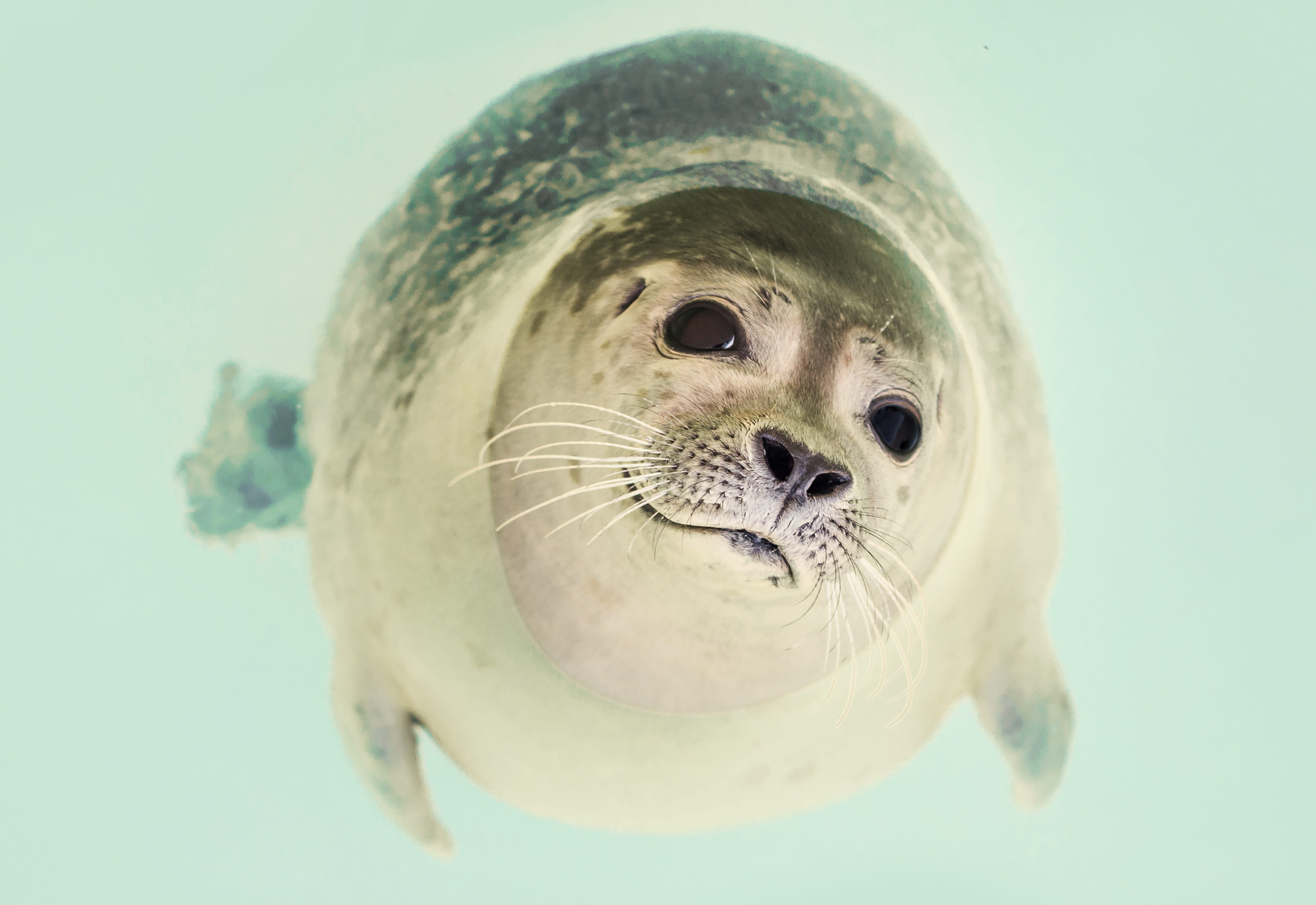 blue, marine, photo, no people, Seal, water, sea lion, one animal, studio shot, indoors, public domain, mammal, undersea, fish, Pinnipeds, 4K, sea, sea Life, HD Wallpaper