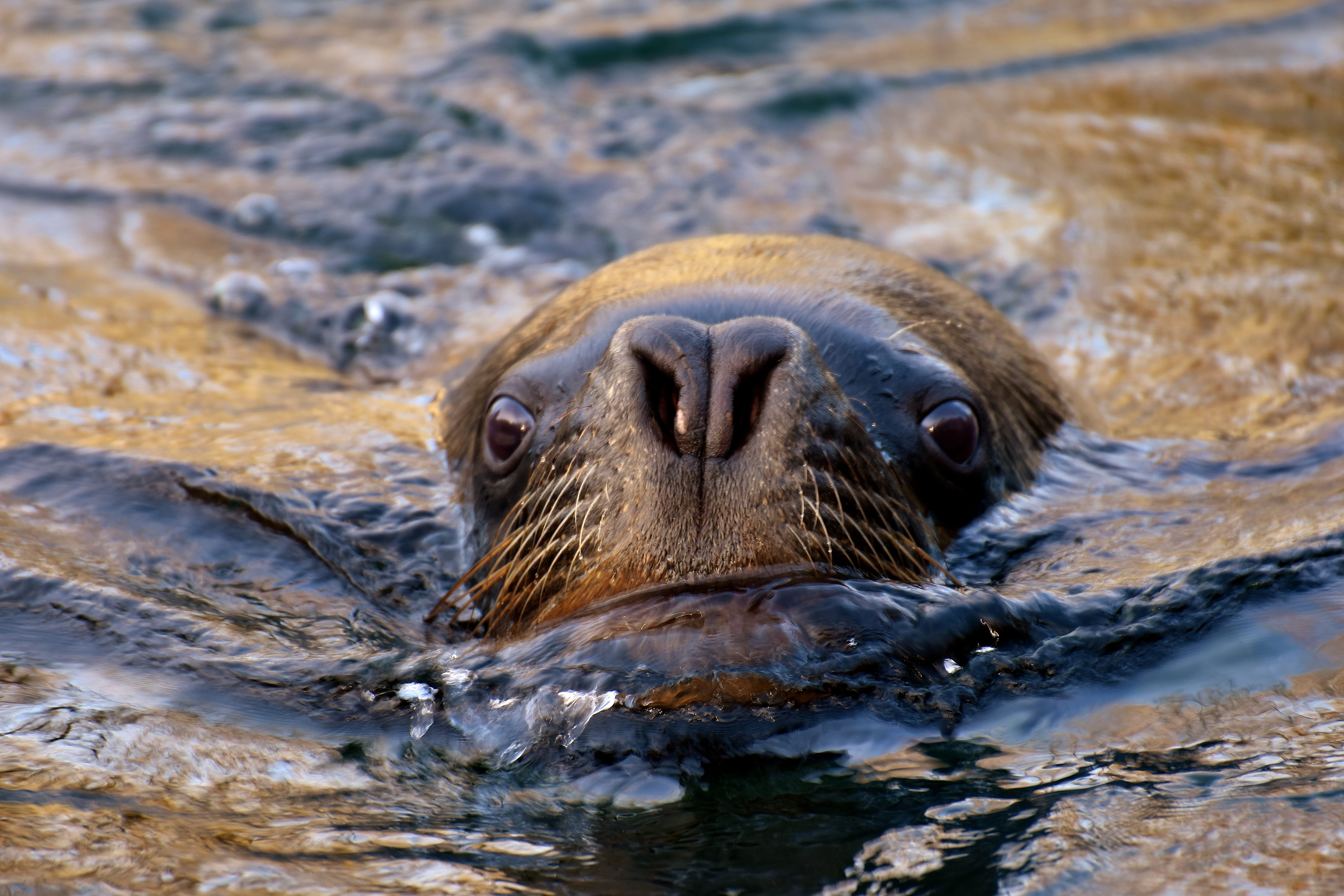 seerobbe, portrait, animal, 5K, whisker, marine life, water, zoo, nature, one animal, water creature, sea, lake, animal world, outdoors, mammal, meeresbewohner, HD Wallpaper