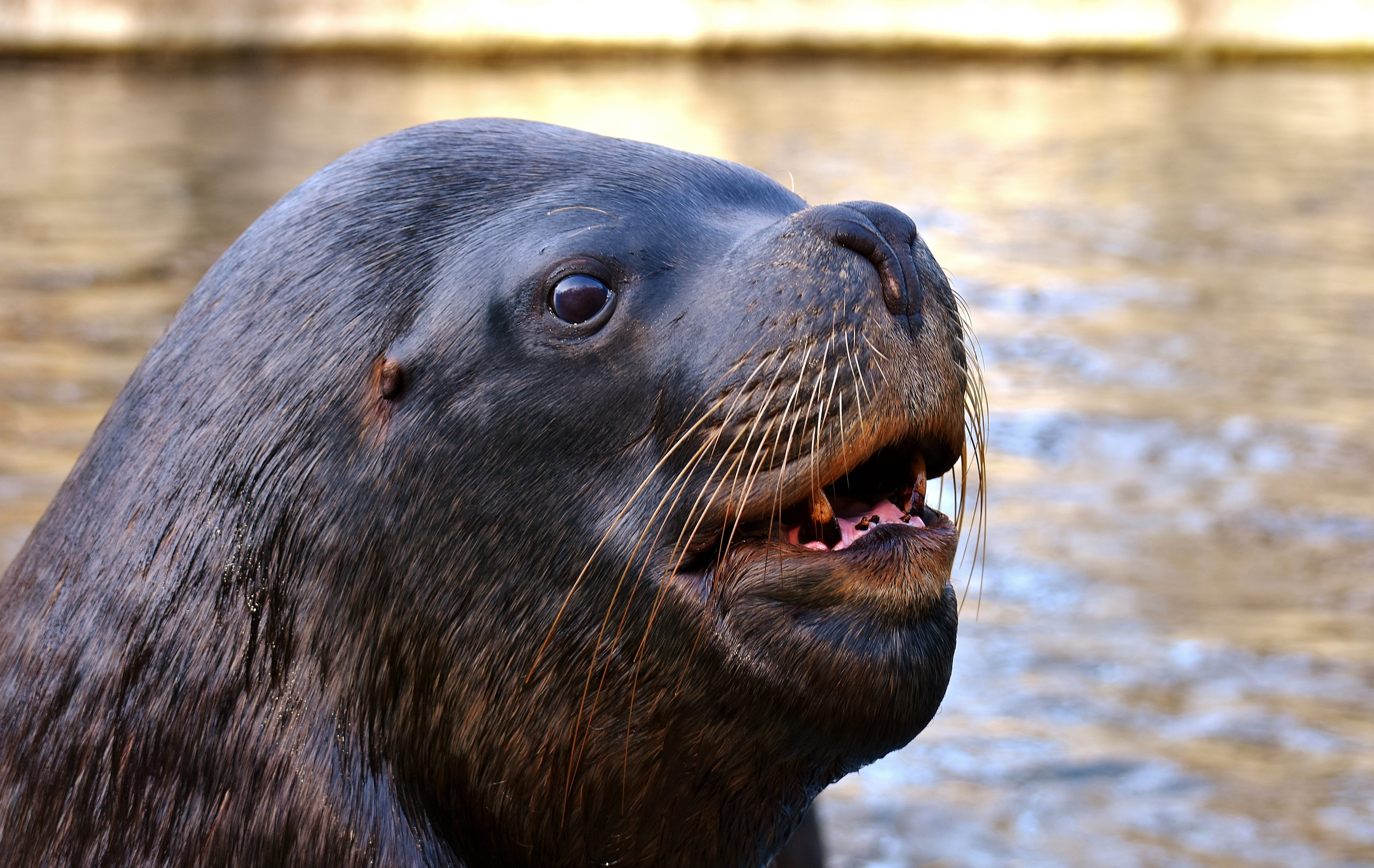mouth open, sea lion, 5K, lion, lake, marine life, no people, animal, creature, animal themes, nature, animal wildlife, close-up, robbe, animal world, HD Wallpaper