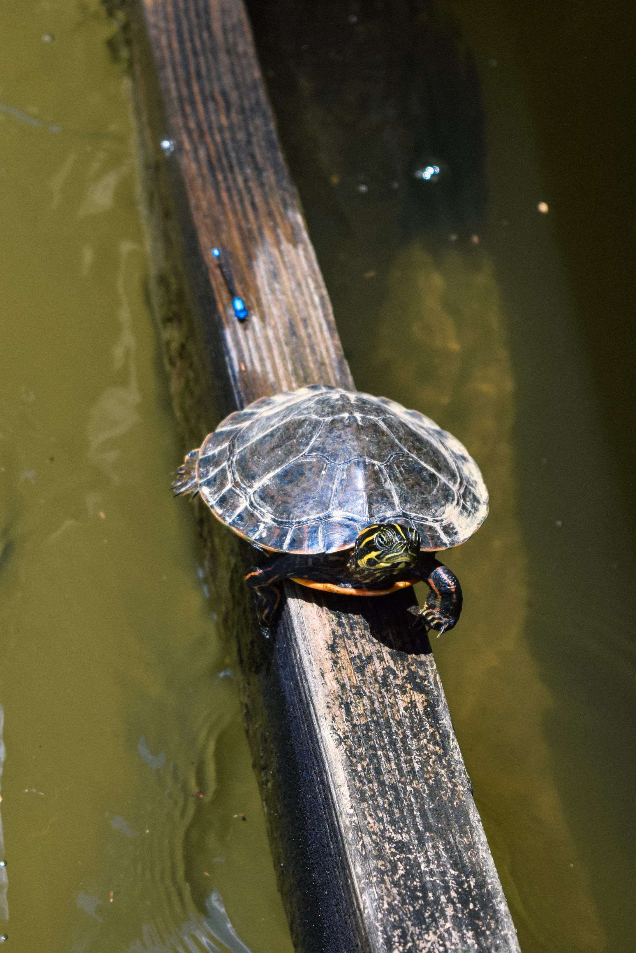 animals in the wild, aquatic, animal, black, one animal, box turtle, sea life, surface, reptile, nature, tortoise, outdoors, high angle view, halibut, reflection, Phone HD Wallpaper