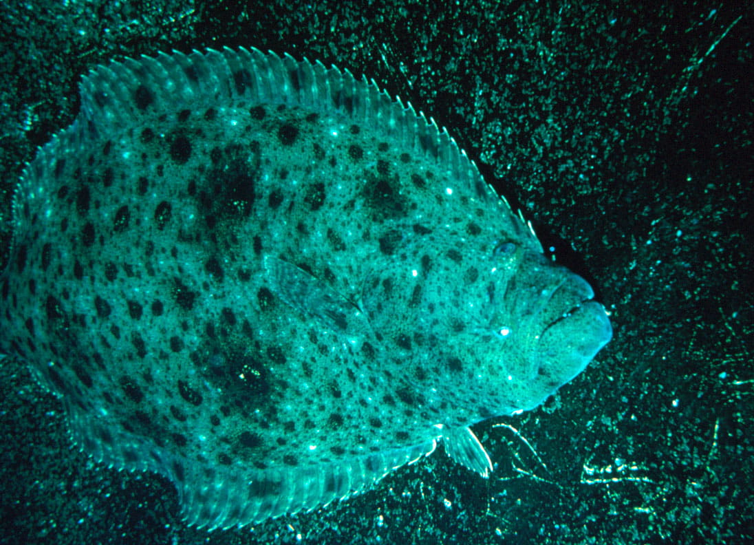 undersea, halibut, flounder, 480P, vertebrate, biology, sea, fish, california, animals in the wild, paralichthys, water, nature, close-up, animal wildlife, HD Wallpaper