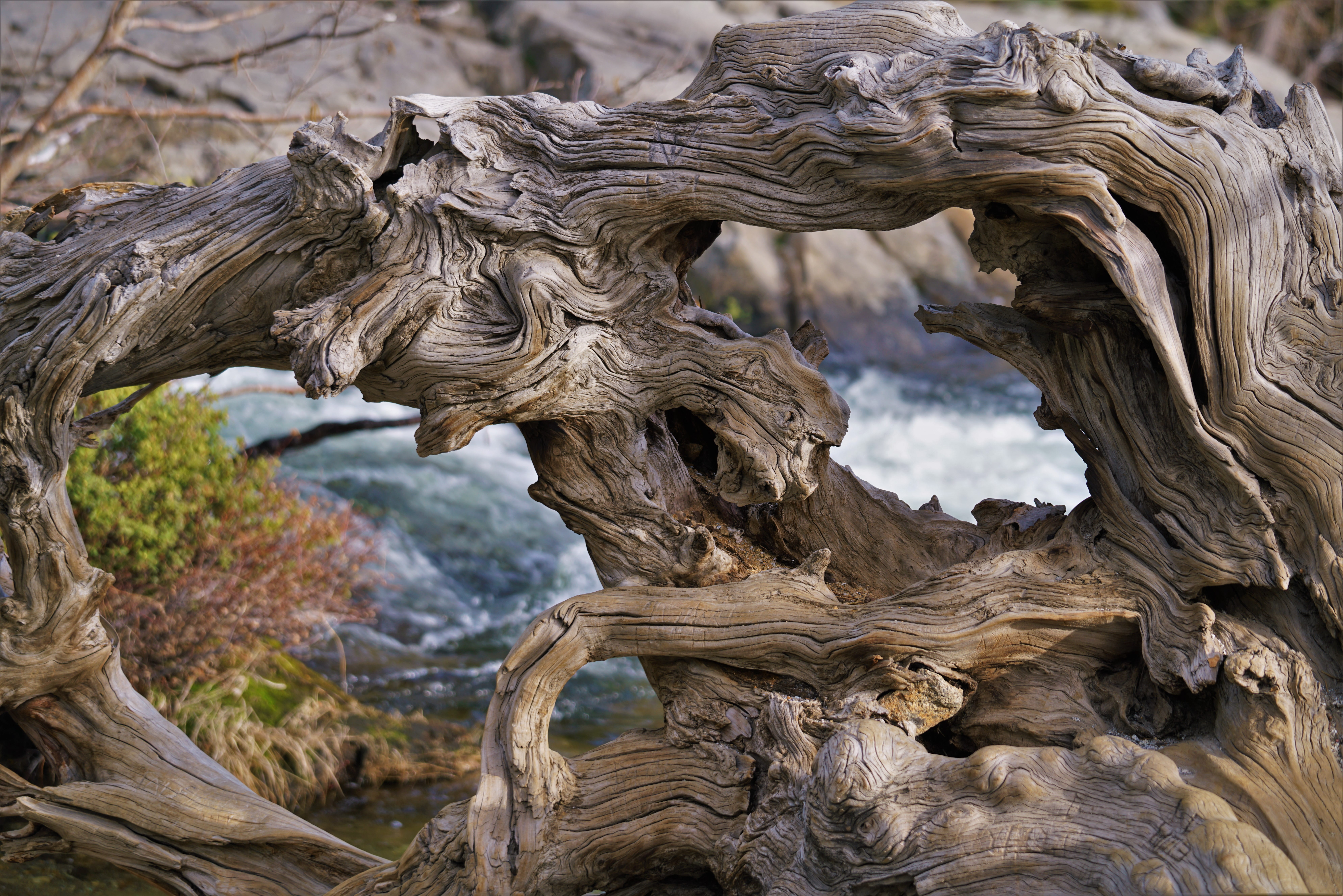 sea life, plant bark, conifer, tree, wildlife, beauty in nature, archaeology, driftwood, wood - material, bark, tranquility, lumber, no people, tree stump, HD Wallpaper