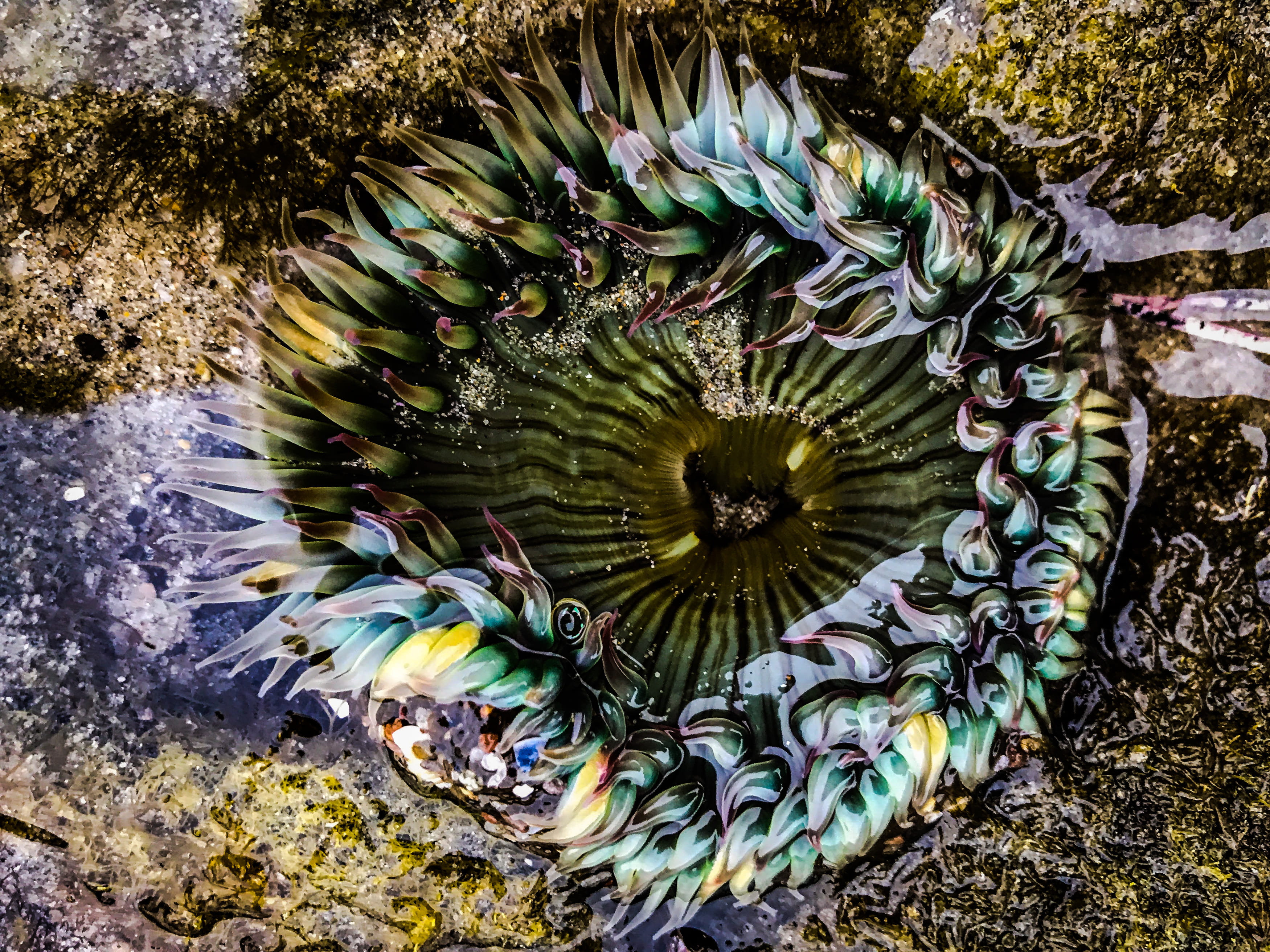 animal wildlife, water, sea, no people, land, growth, united states, beauty in nature, animal, outdoors, field, rock, day, plant, high angle view, undersea, HD Wallpaper