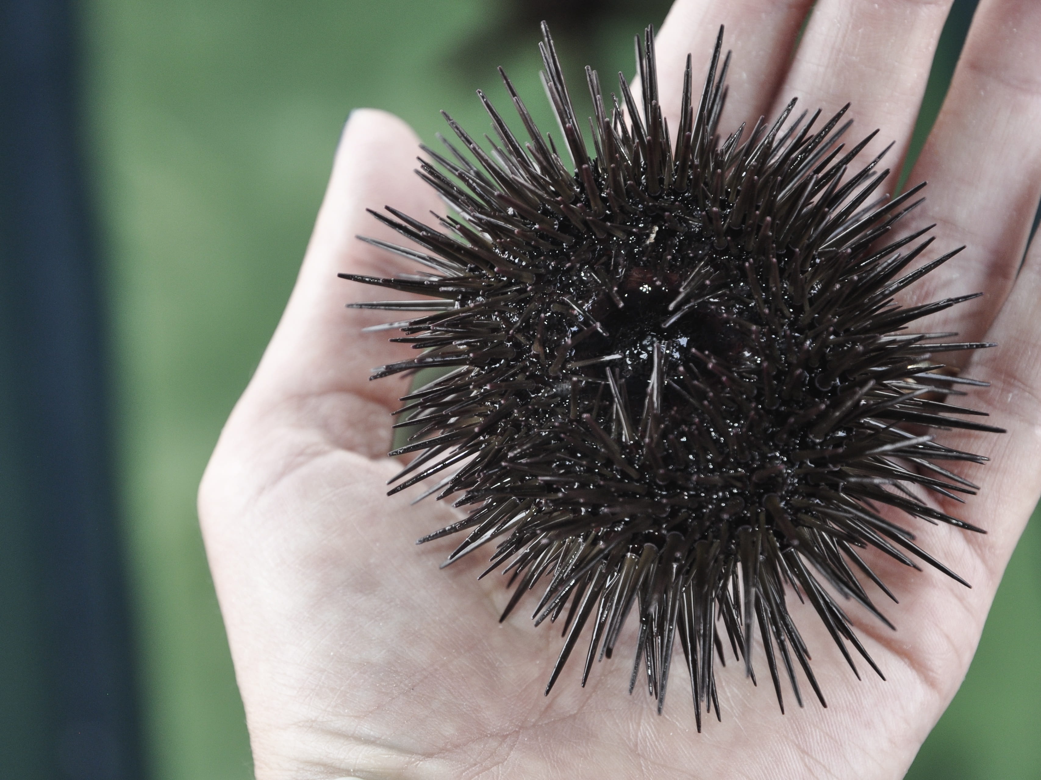 animal wildlife, hand, day, outdoors, nature, 2K, focus on foreground, holding, black color, real people, lifestyles, human body part, sea urchin, unrecognizable person, HD Wallpaper