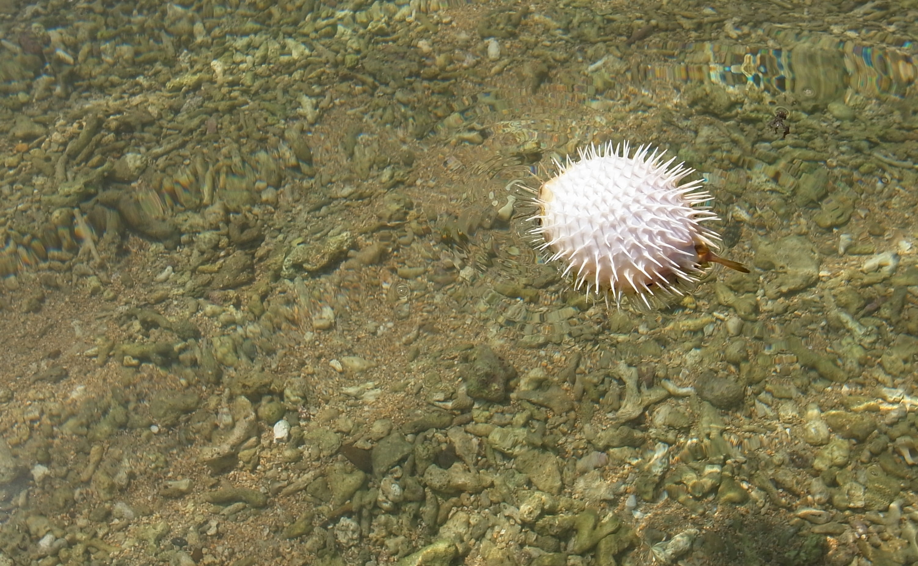 close-up, shallow, high angle view, sea urchin, animal, sea life, no people, sea, outdoor, outdoors, nature, day, animal wildlife, water, marine, beauty in nature, HD Wallpaper