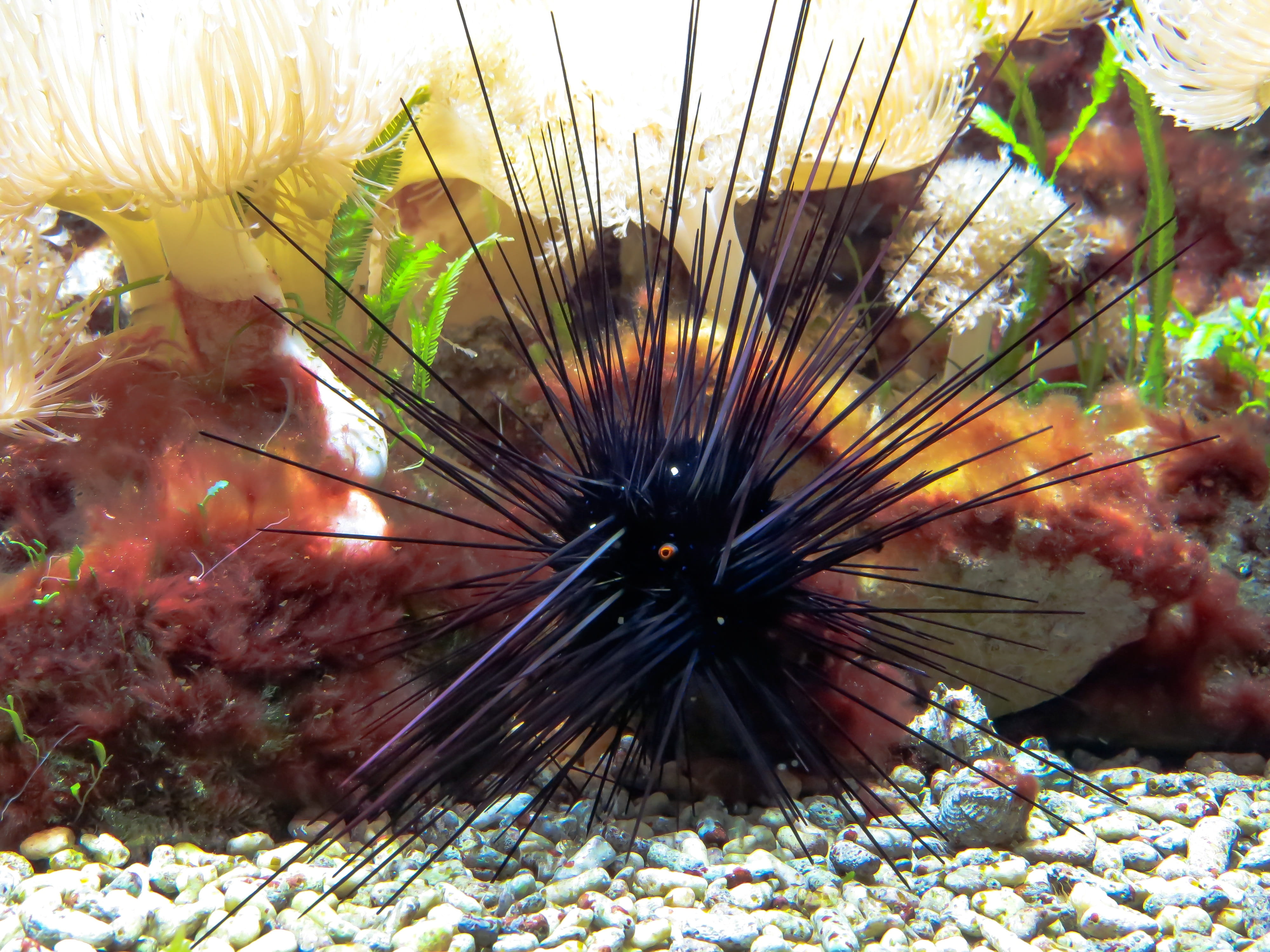 sting, ocean floor, undersea, sea urchin, nature, beauty in nature, aquarium, sea, animal themes, poison, sea life, underwater, 4K, animal, invertebrate, HD Wallpaper