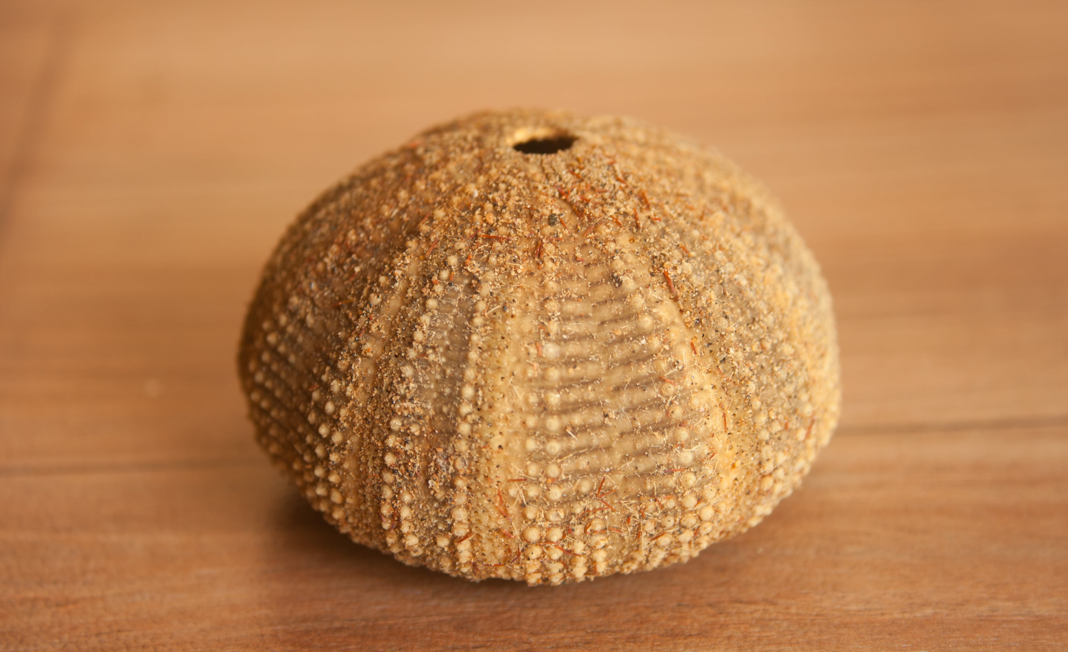 food and drink, no people, sphere, shell, baked, focus on foreground, indoors, pattern, sea urchin, brown, echinite, wood - Material, bread, freshness, HD Wallpaper