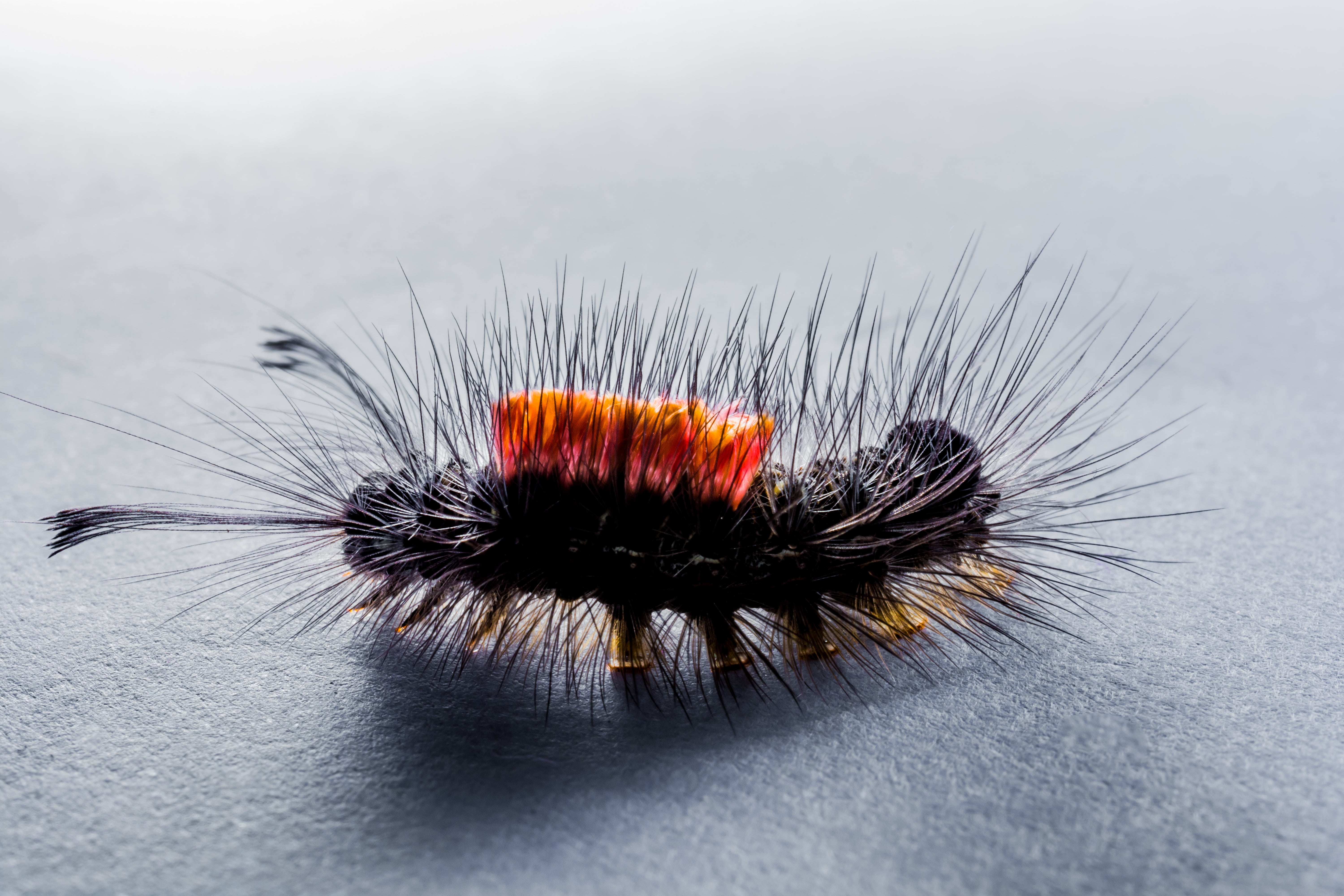 close, animal, animals in the wild, one animal, invertebrate, animal wildlife, insect, outdoors, animal hair, hair, no people, hairy, 5K, close-up, animal themes, HD Wallpaper