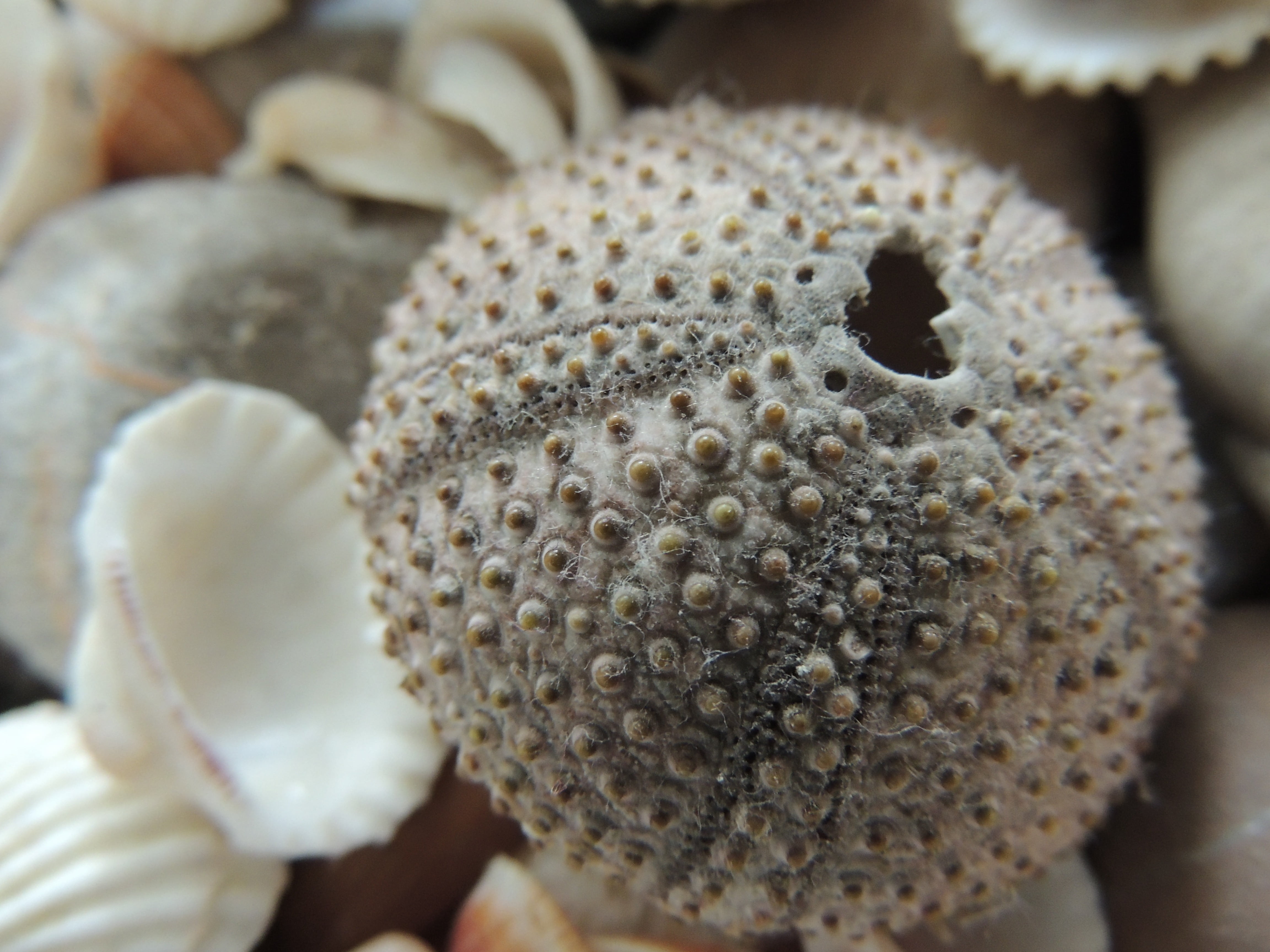 sea urchin, invertebrate, one animal, no people, sea, undersea, sea life, coral, macro, nature, animal, seashell, underwater, textured, selective focus, HD Wallpaper