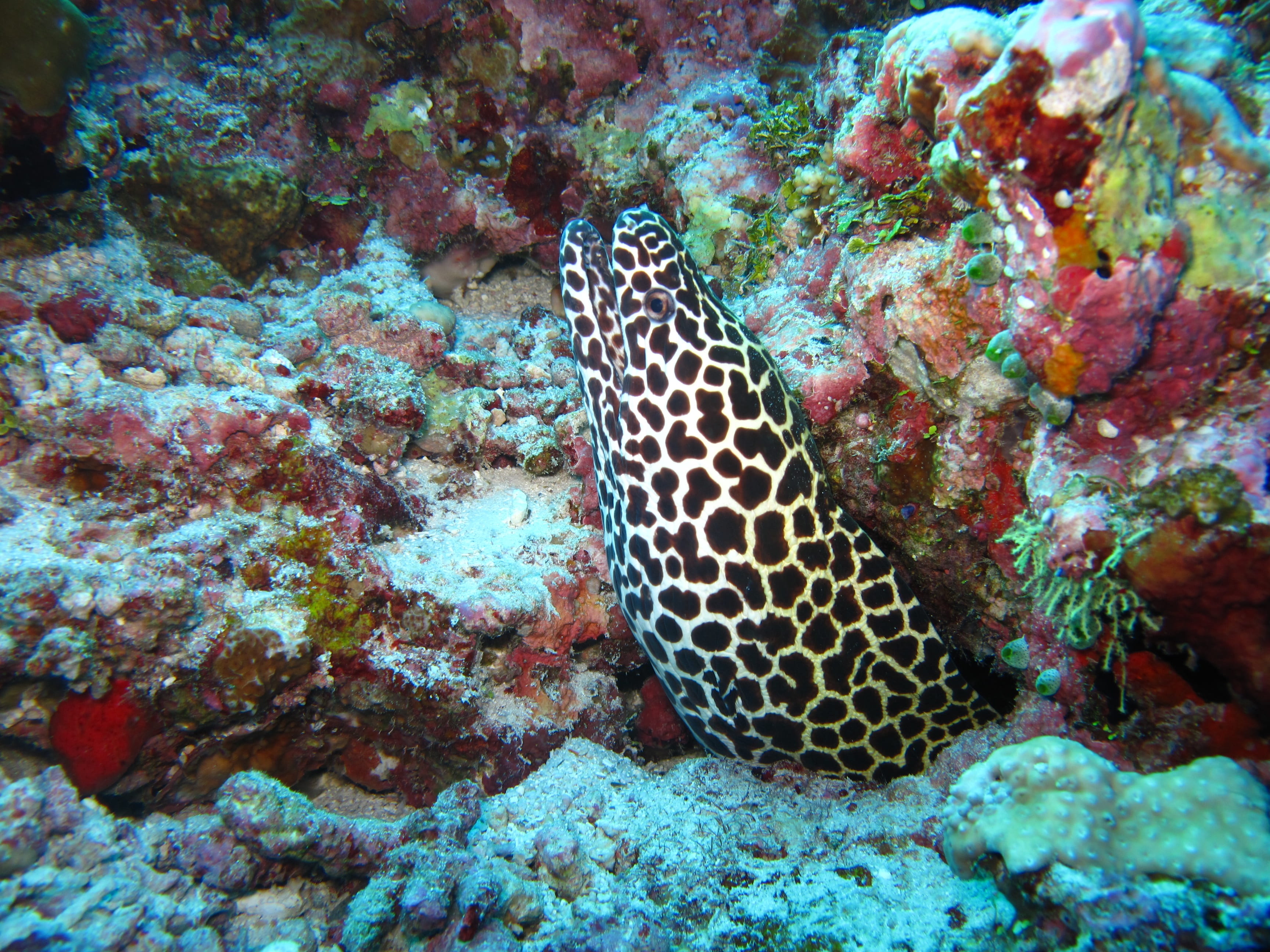 animals in the wild, vertebrate, water, sea life, sea, animal themes, white, black, underwater, nature, undersea, animal, marine, moray eel, animal markings, HD Wallpaper