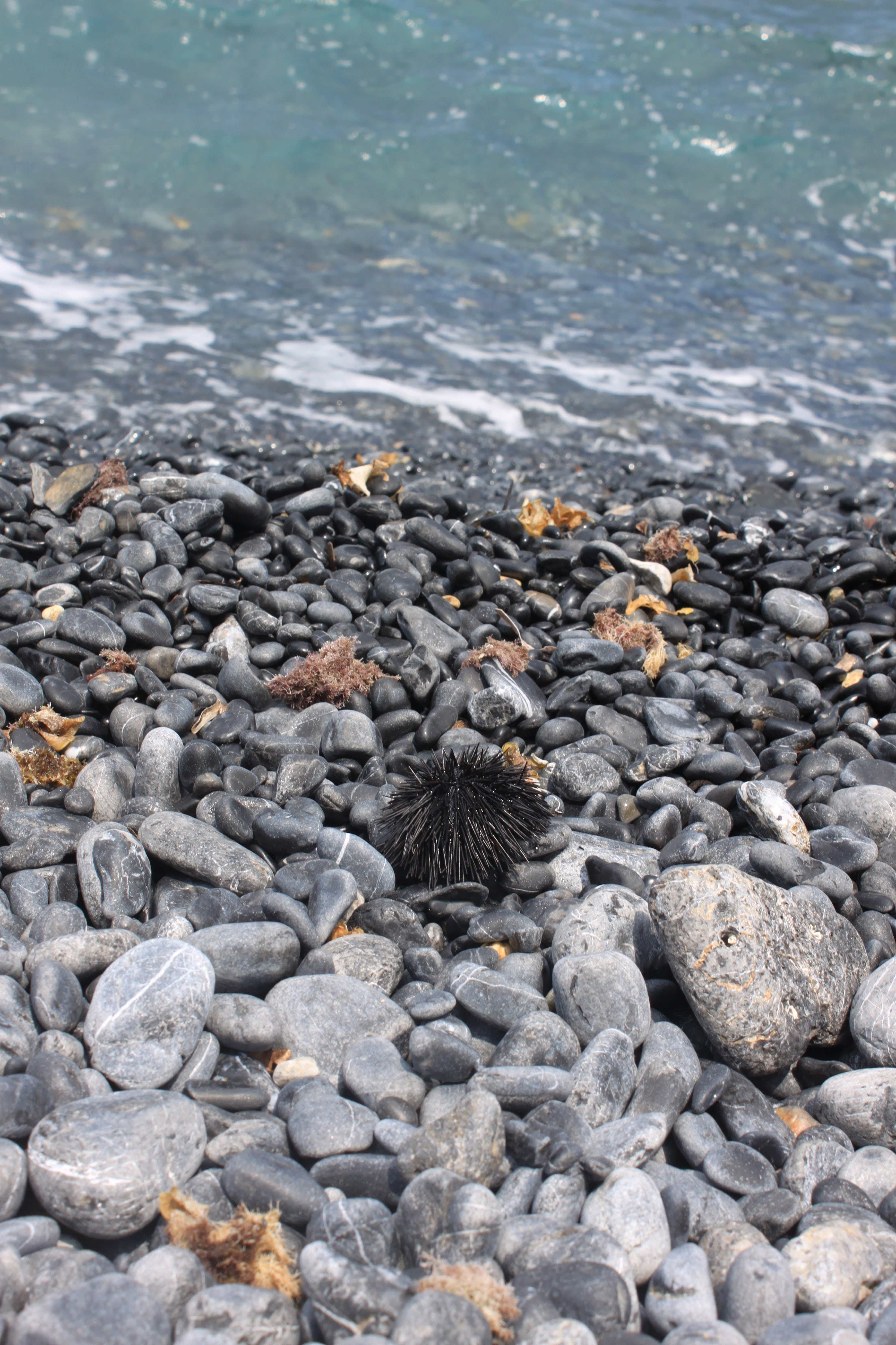 animals in the wild, animal wildlife, marine, water, no people, nature, animal, summer, animal themes, outdoors, pebble, stone - object, gravel, 4K, rock, Phone HD Wallpaper