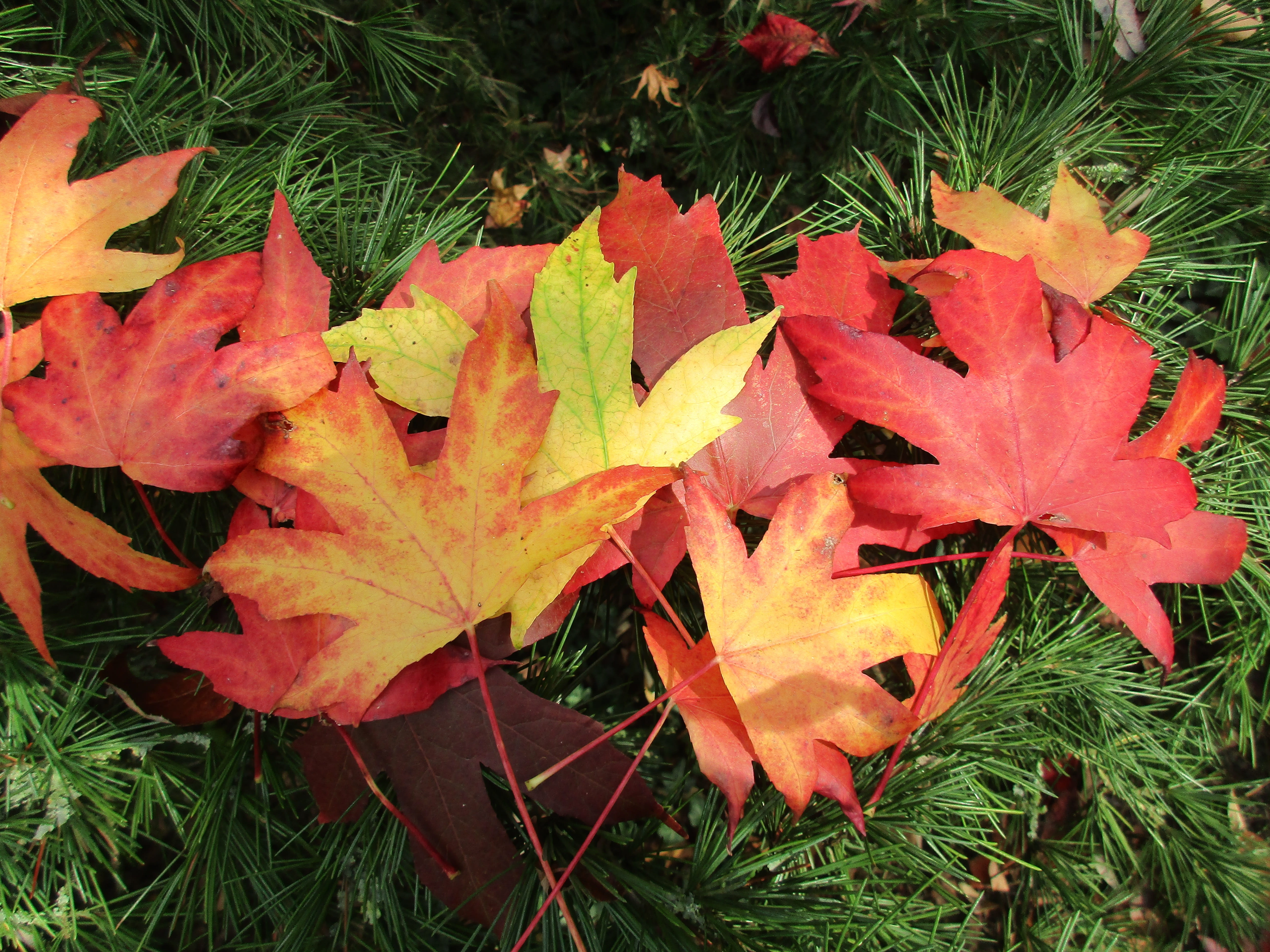 growth, natural condition, red leaves, plant, field, 5K, land, beauty in nature, day, nature, sheet liquidambar, color, autumn, plant part, high angle view, HD Wallpaper