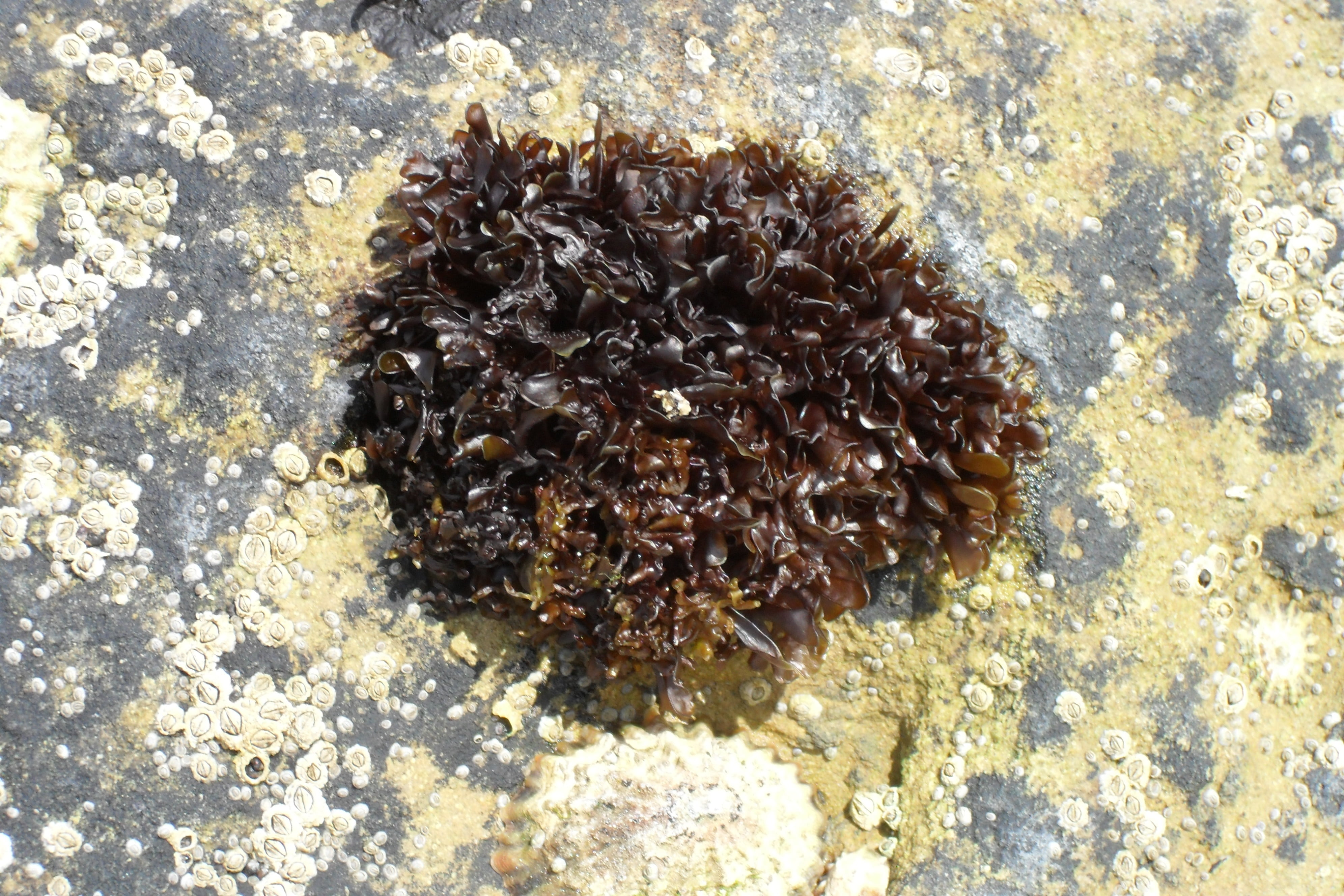 large group of animals, day, nature, textured, 4K, coast, sea urchin, coral, no people, animals in the wild, outdoors, beach, sea, insect, animal wildlife, HD Wallpaper