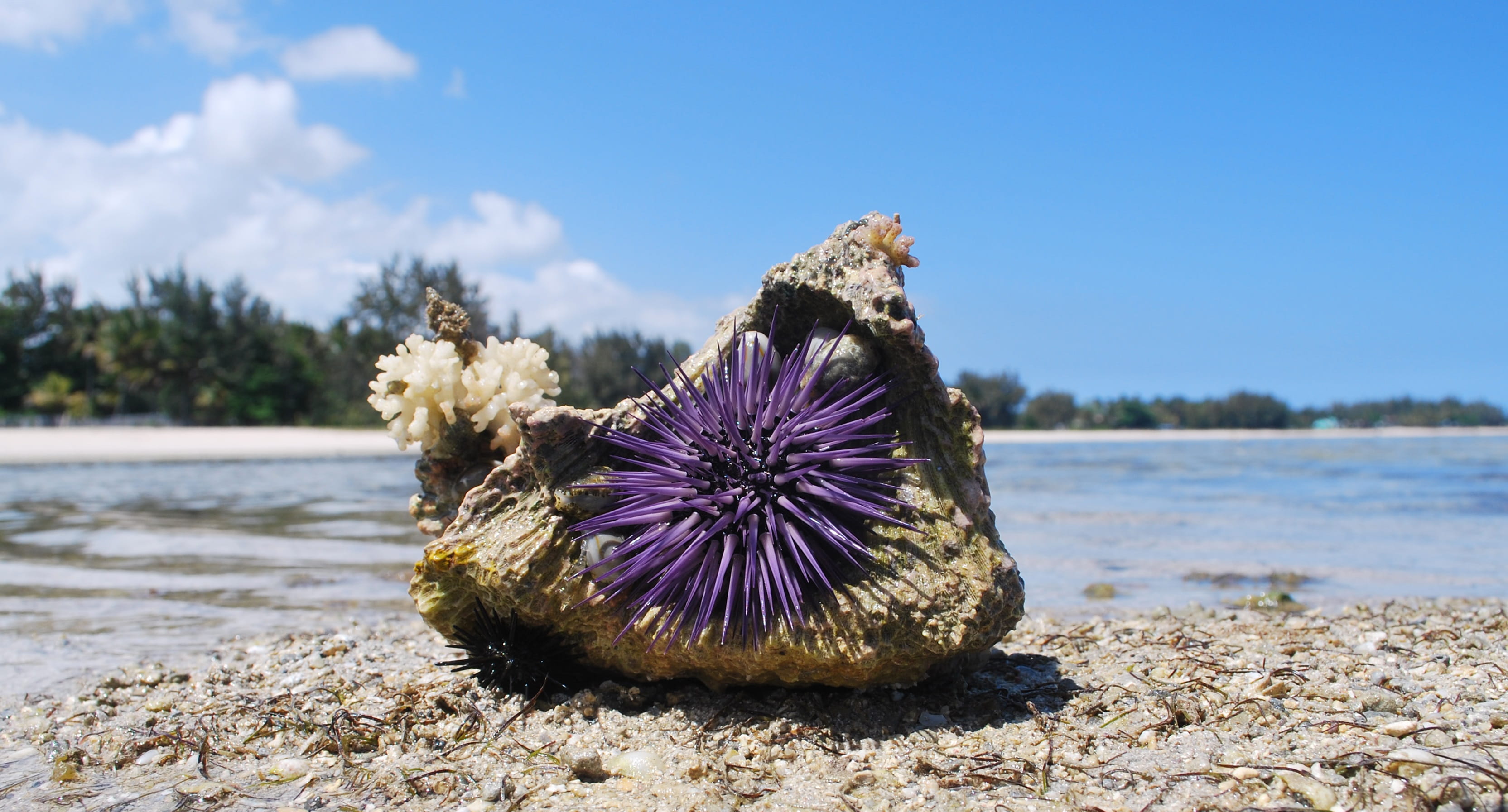 flower, Urchin, 2K, sea, plant, Sea, animal wildlife, focus on foreground, day, Sand, one animal, flowering plant, animal themes, sky, purple, Nature, HD Wallpaper