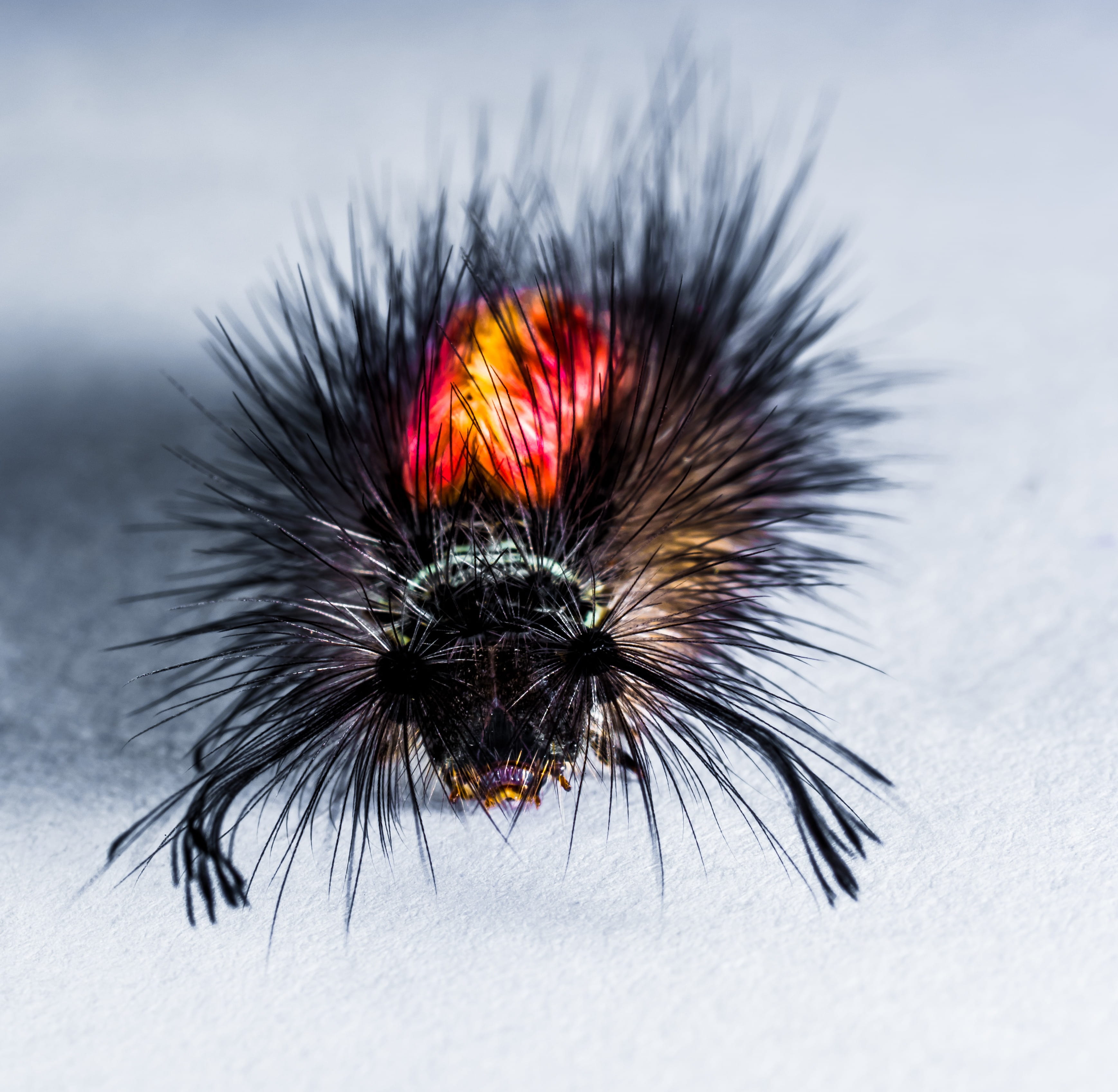 animal wildlife, animal body part, Prickly, animal themes, 2K, close-up, outdoors, nature, selective focus, spiked, no people, black color, focus on foreground, HD Wallpaper