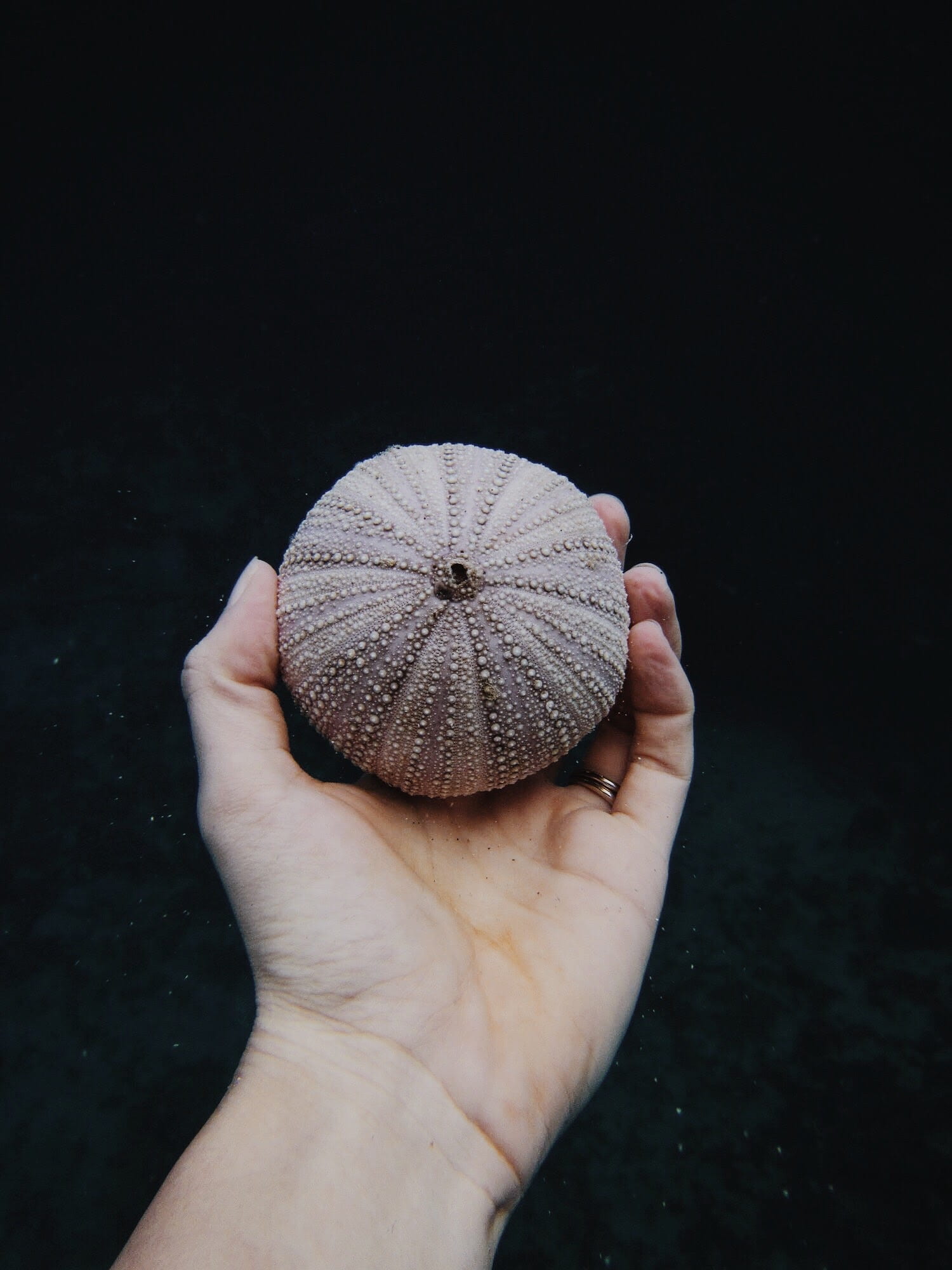 close-up, human body part, leisure activity, day, finger, urchin, beige, 1080P, pattern, hand, human limb, holding, unrecognizable person, one person, Phone HD Wallpaper