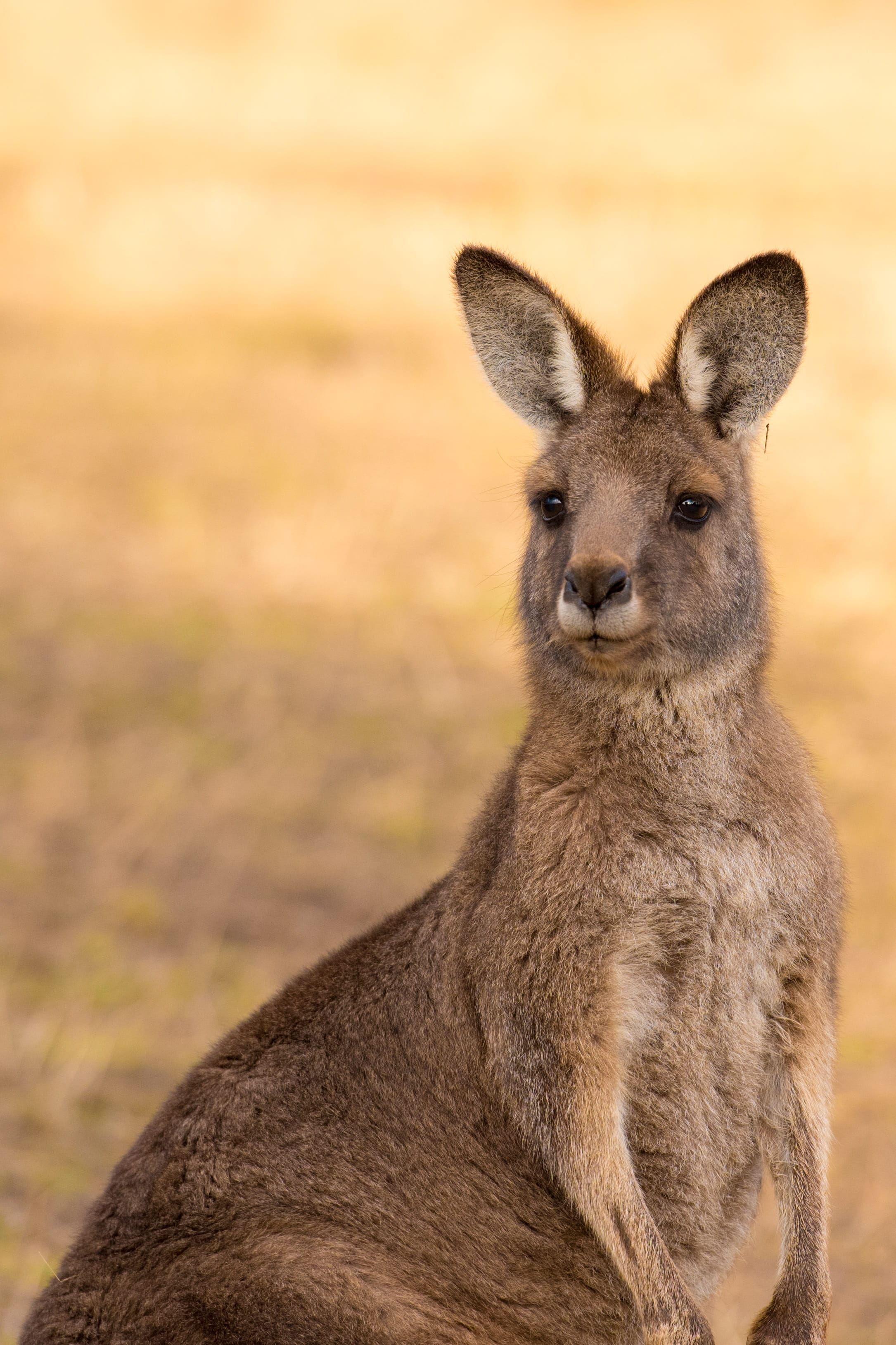 mammal, herbivorous, australian, nature, eastern grey, eastern grey kangaroo, australian wildlife, kangaroo, outdoors, 2K, no people, animals in the wild, Phone HD Wallpaper