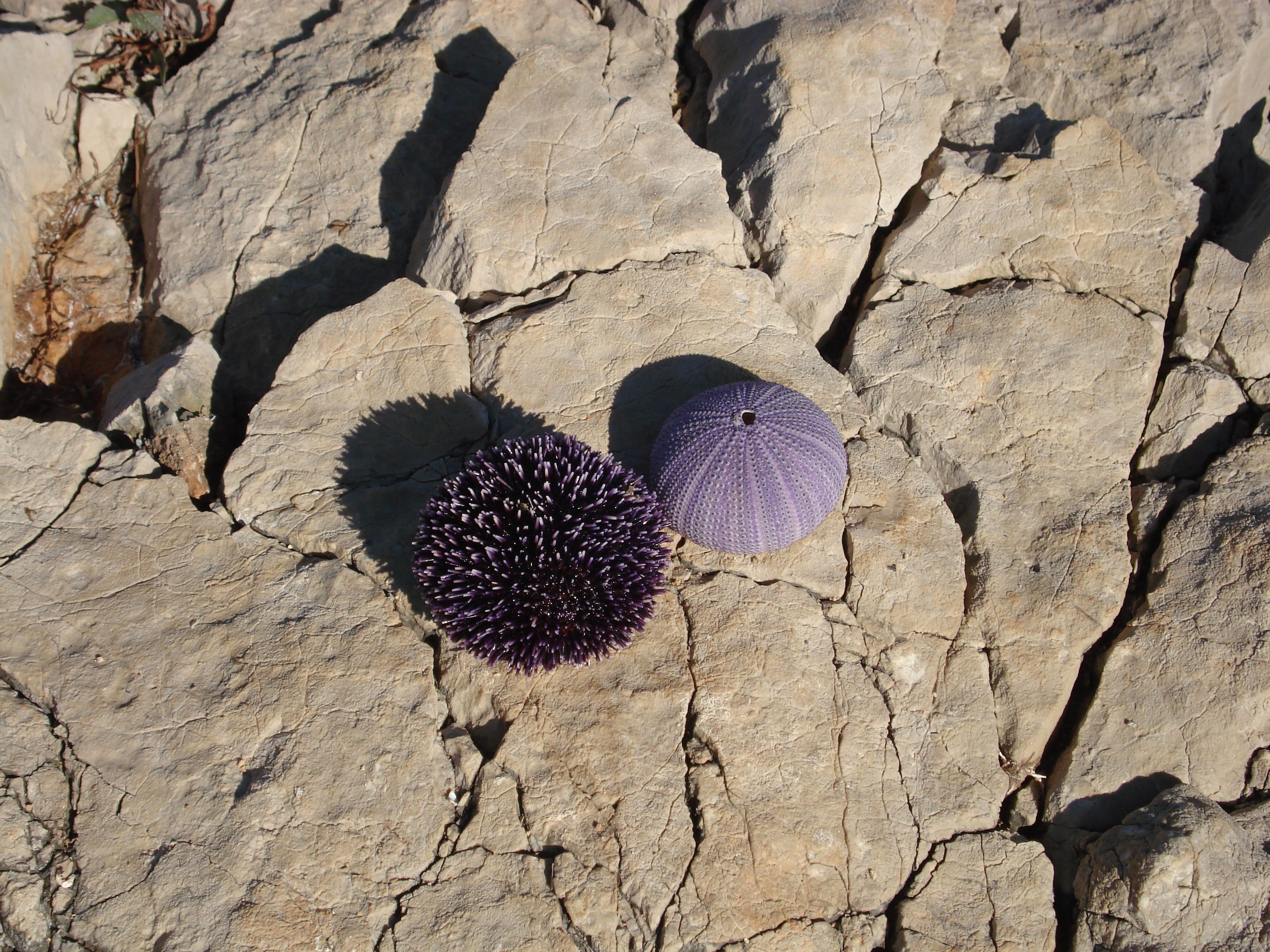 rock, outdoors, textured, arid climate, 2K, land, sunlight, field, plant, high angle view, Sea Urchins, rock - object, climate, sting, islands, rough, HD Wallpaper