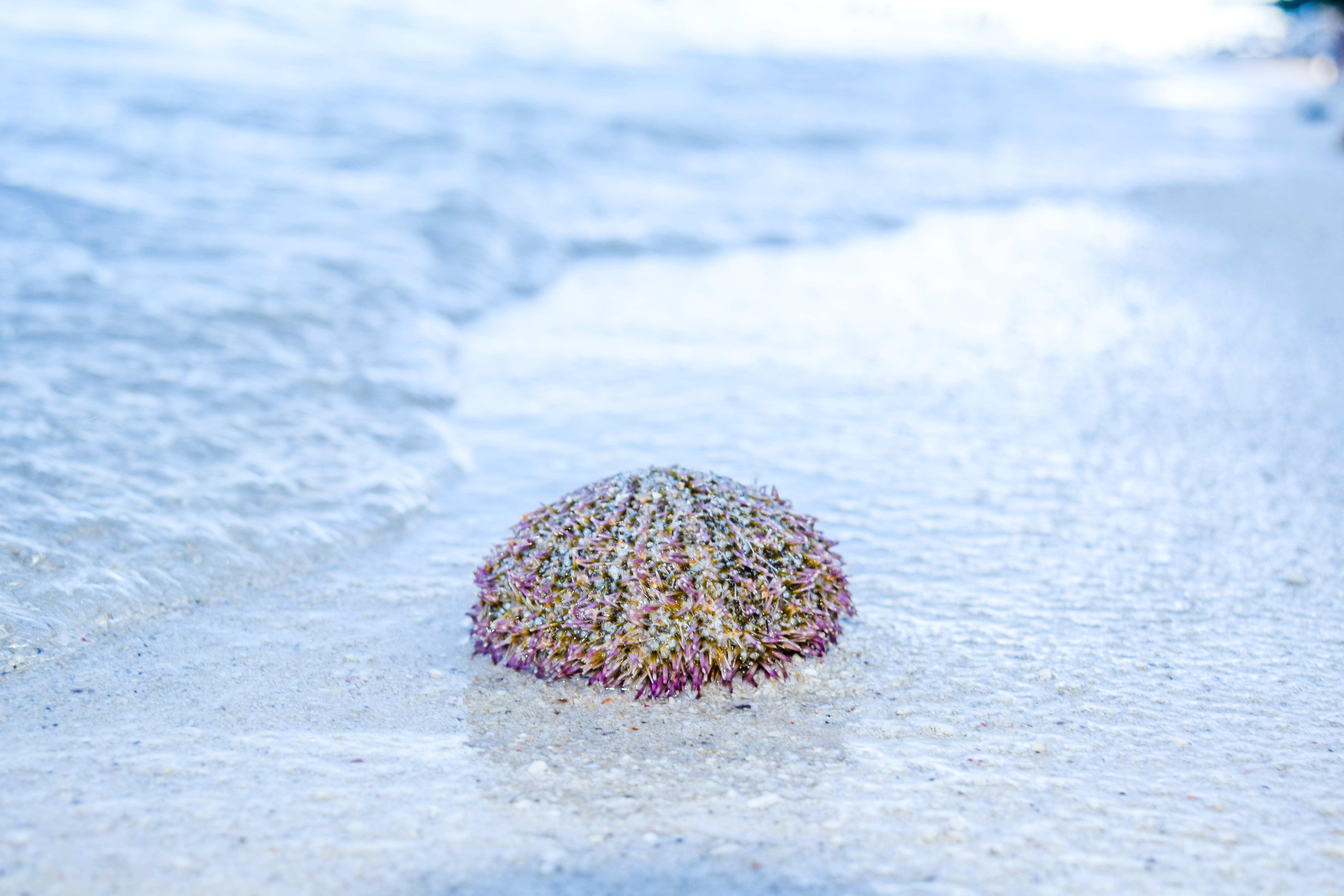 animals in the wild, land, nature, selective focus, philippines, animal wildlife, sea life, close-up, water, 5K, animal, beauty in nature, sand, animal themes, HD Wallpaper