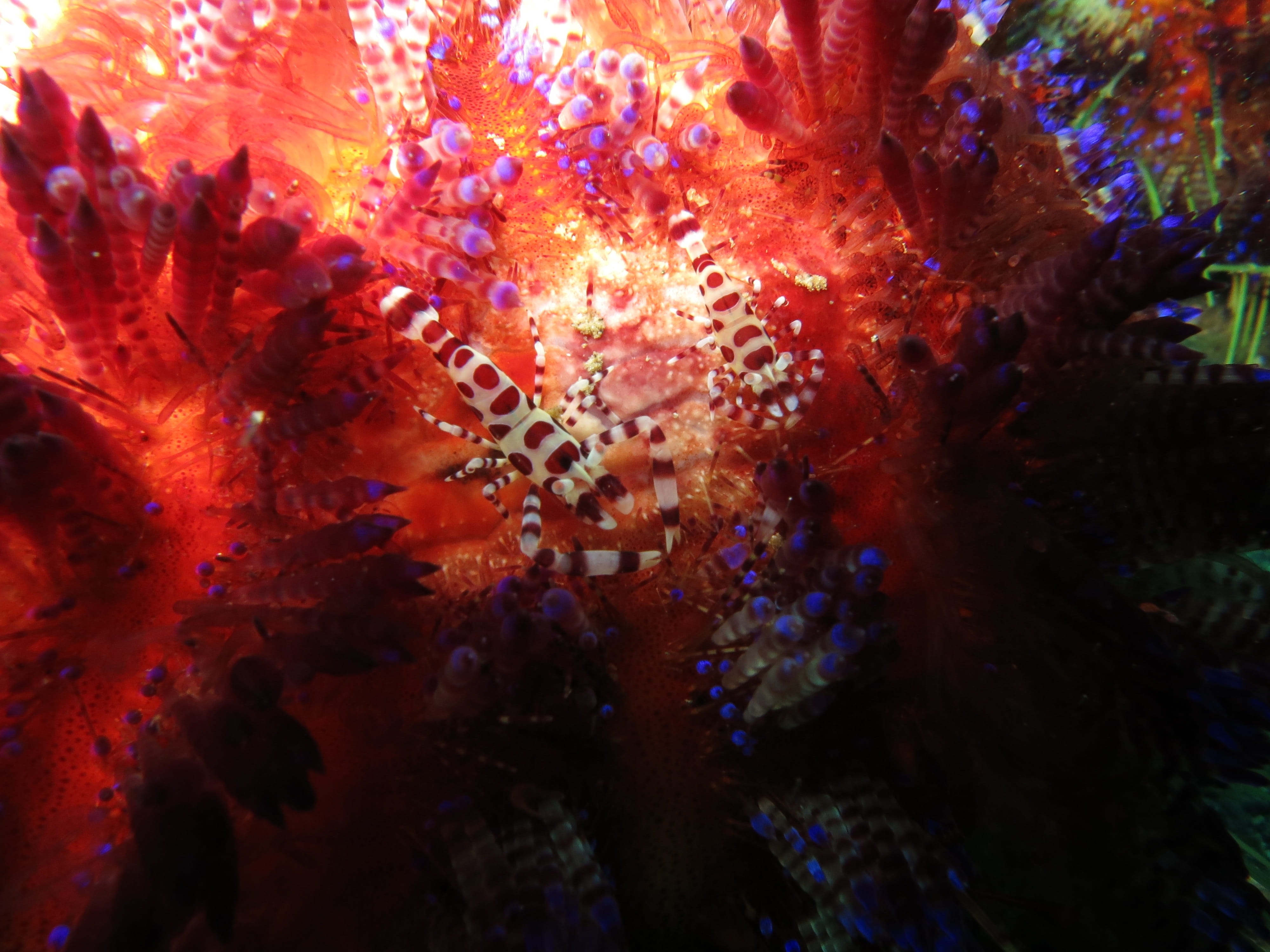 animals in the wild, colemani, animal themes, day, camouflaged, sea life, pacific, ecosystem, animal, undersea, one animal, abstract, beauty in nature, HD Wallpaper