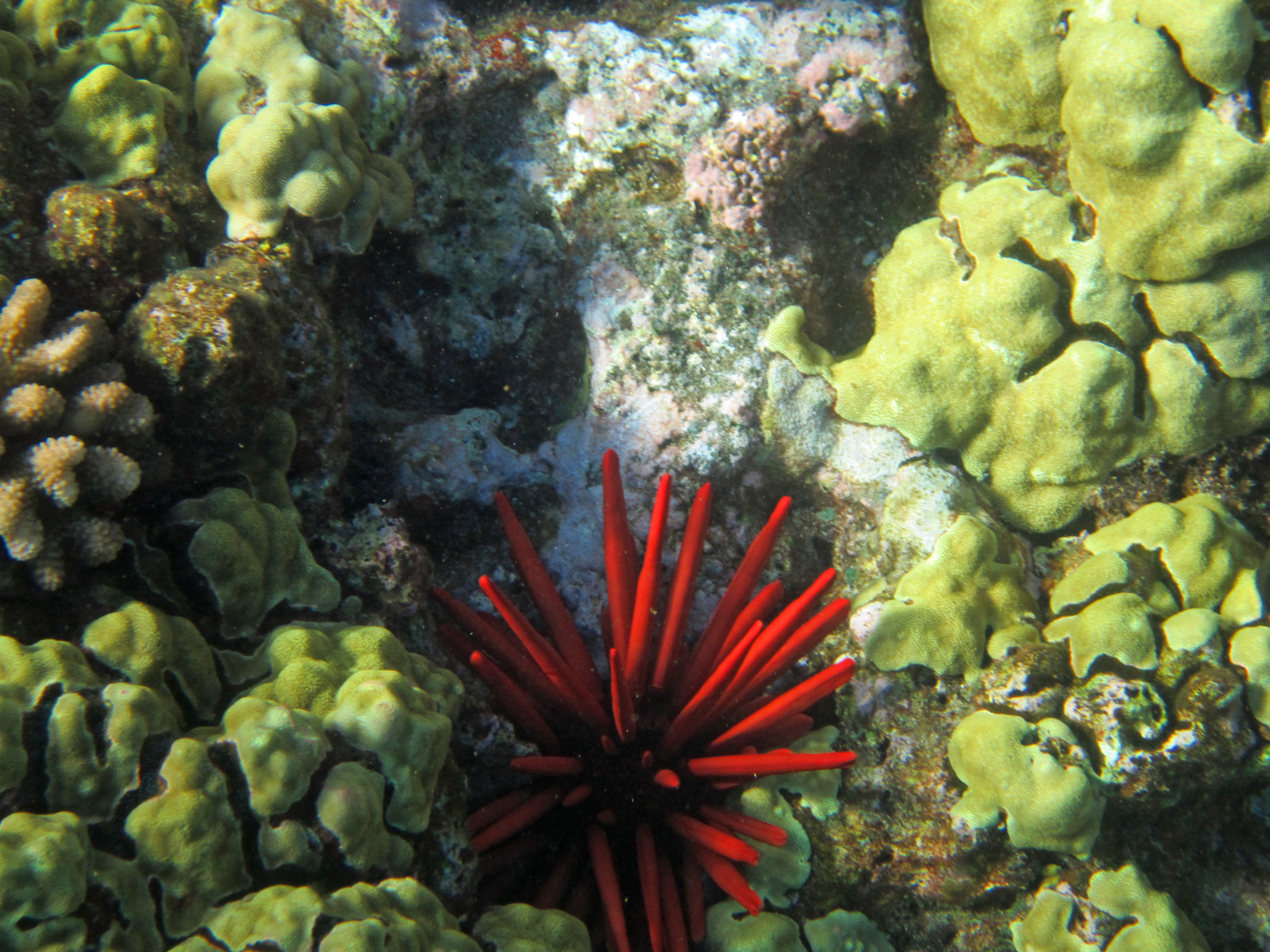 Sea Urchins, animals in the wild, swimming, reef, meeresbewohner, invertebrate, Hawaii, no people, fish, red, beauty in nature, colorful, Red, undersea, HD Wallpaper