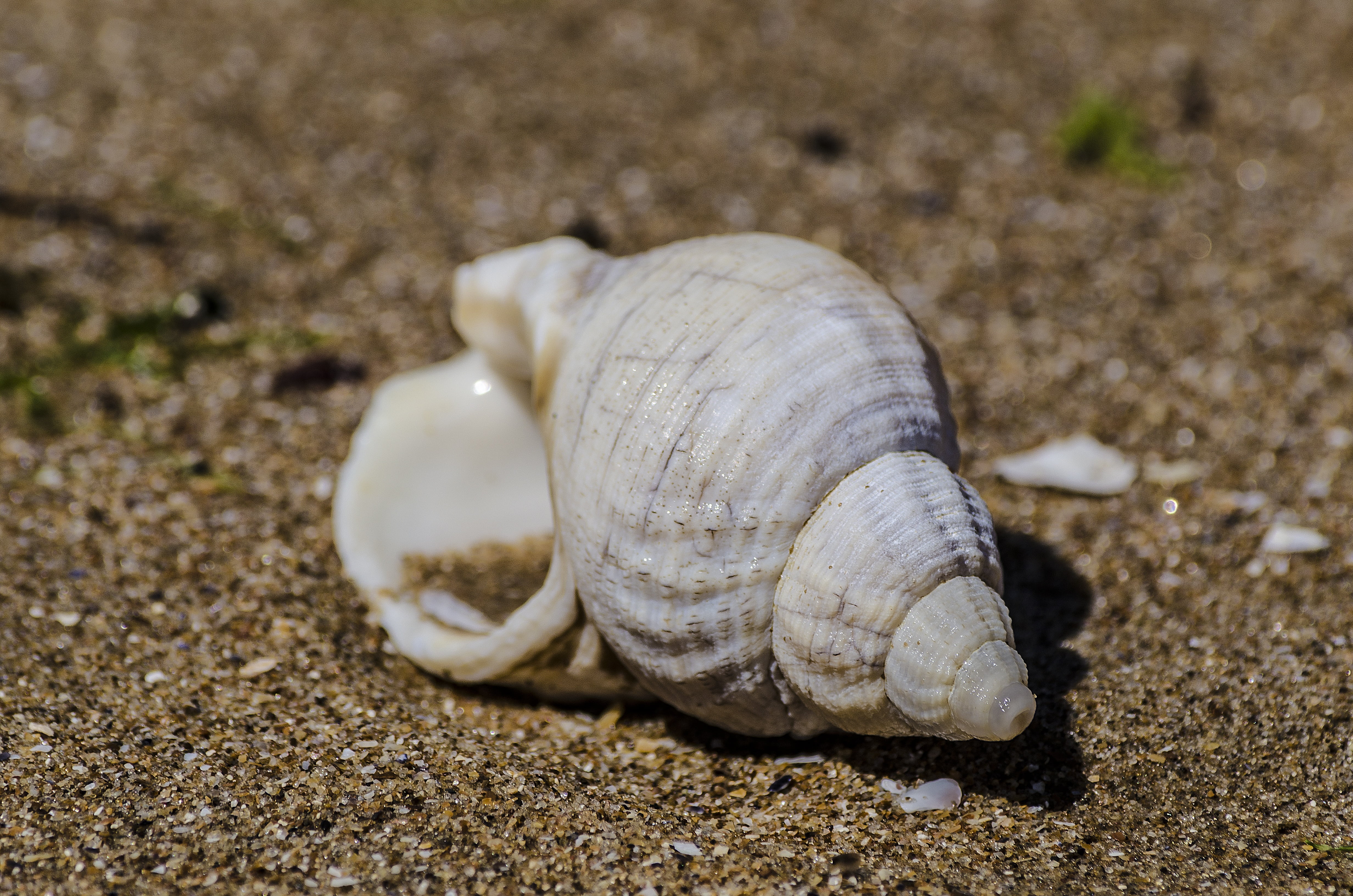 day, invertebrate, life, close-up, 4K, nature, one animal, ocean, mollusk, underwater, animal themes, animal shell, seashell, aquarium, beach, sand, urchins, HD Wallpaper