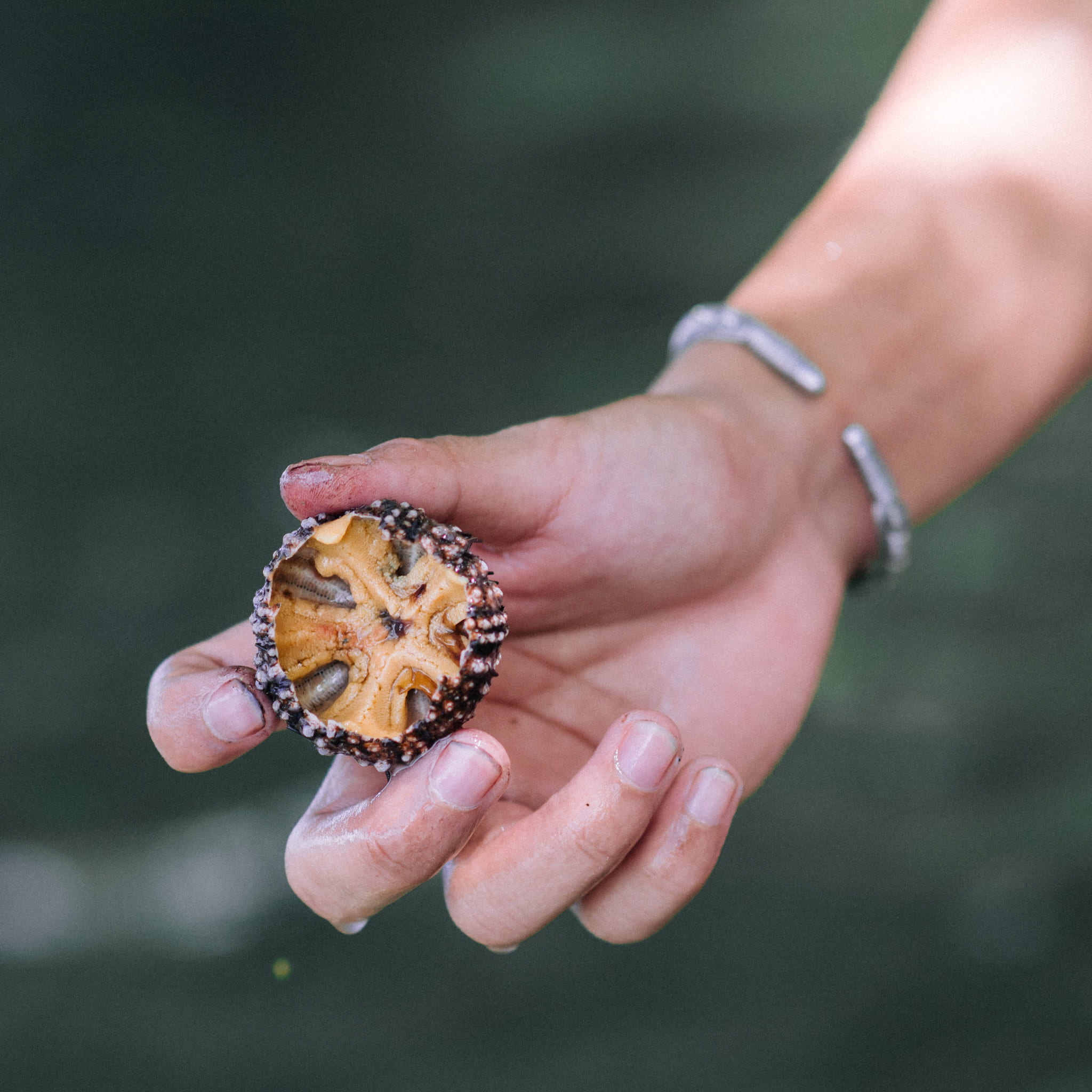 sea, urchin, fruit, one person, 1080P, gray, human body part, one animal, human limb, day, person, finger, jewelry, holding, close-up, outdoors, brown, Phone HD Wallpaper