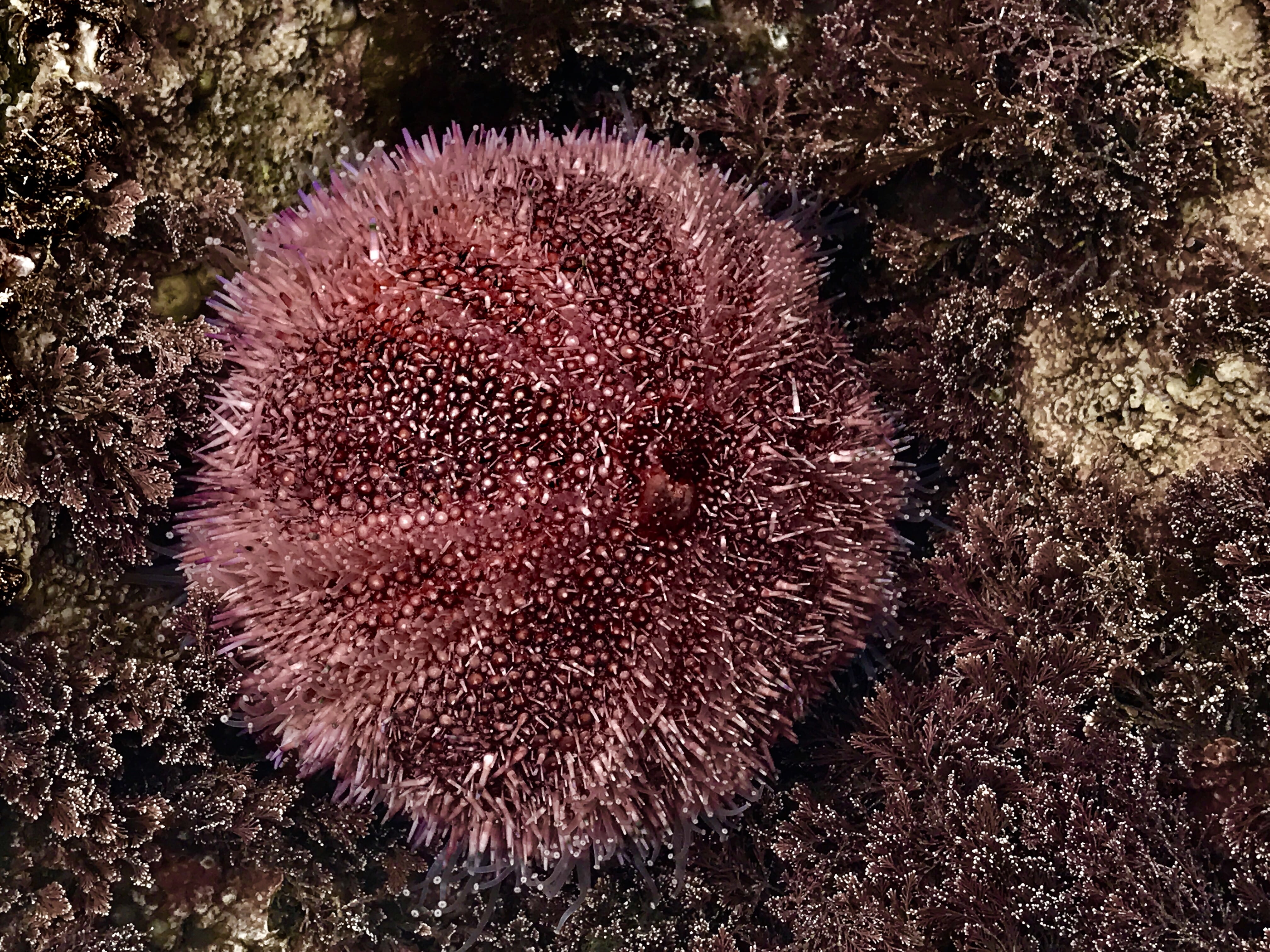 nature, aqua, one animal, close-up, sea life, marine, spiky, sea urchin, 4K, no people, land, animal, sea, animal wildlife, day, outdoors, high angle view, HD Wallpaper