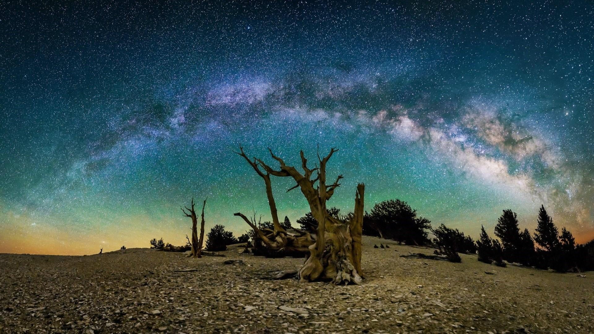 growth, time-lapse photography, astronomy, astrophotography, glow, timelapse, beauty in nature, tree, photography, no people, stars, landscape, 1080P, HD Wallpaper