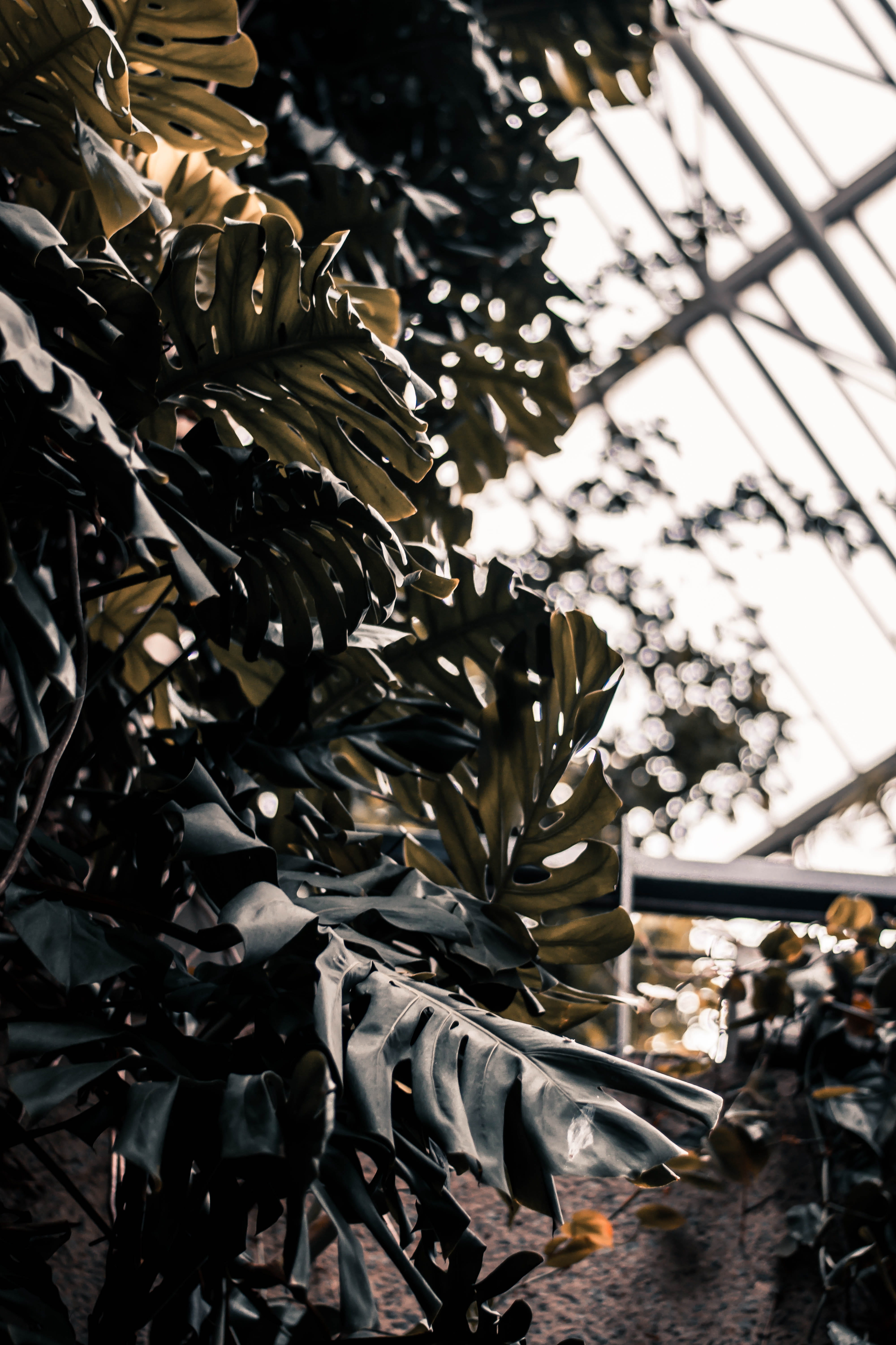 prime, united kingdom, dslr, plant part, 5K, treed, trees, growth, fiels, selective focus, nikon, day, nature, field, green, depth, d5300, decoration, Phone HD Wallpaper