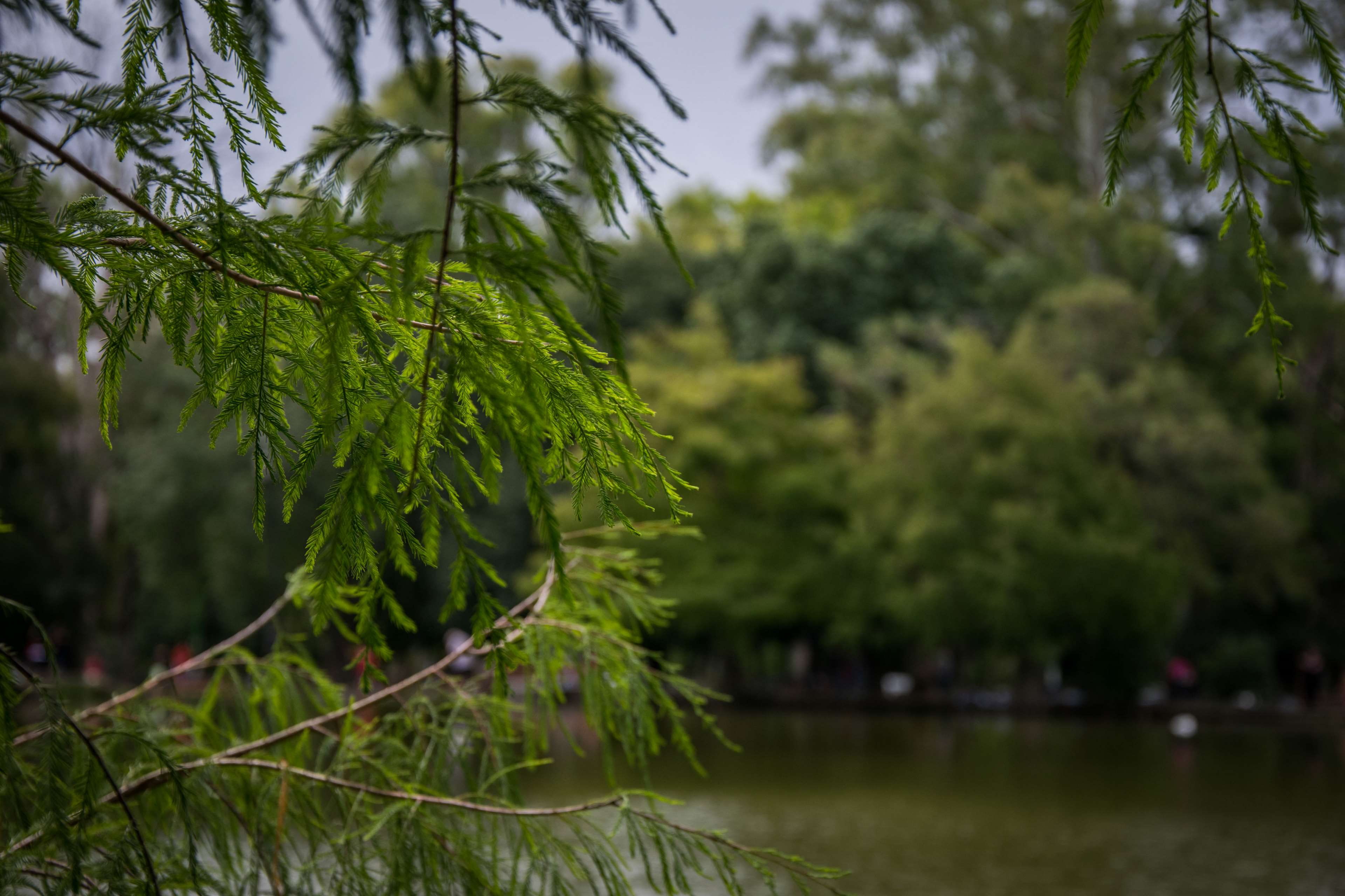 day, tranquility, d5300, branch, growth, 4K, lake, outdoors, scenics - nature, focus on foreground, pine tree, leaf, photography, close-up, plant, fir tree, HD Wallpaper