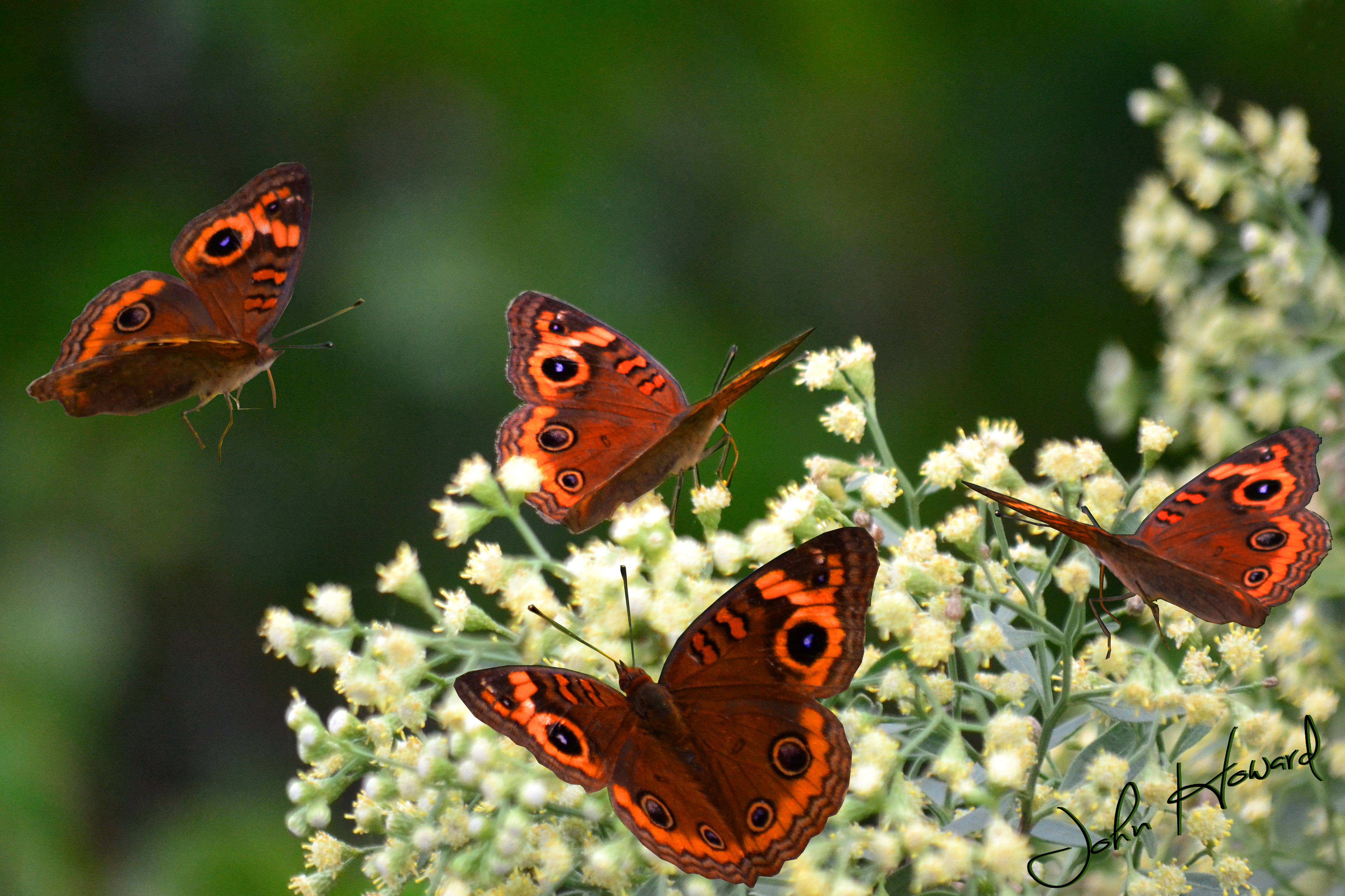 butterfly - Insect, brown, focus, selective, butterflies, Nymphalidae, selective focus, insect, Buckeye, Eyespots, Tampa  Florida, photography, multi Colored, HD Wallpaper