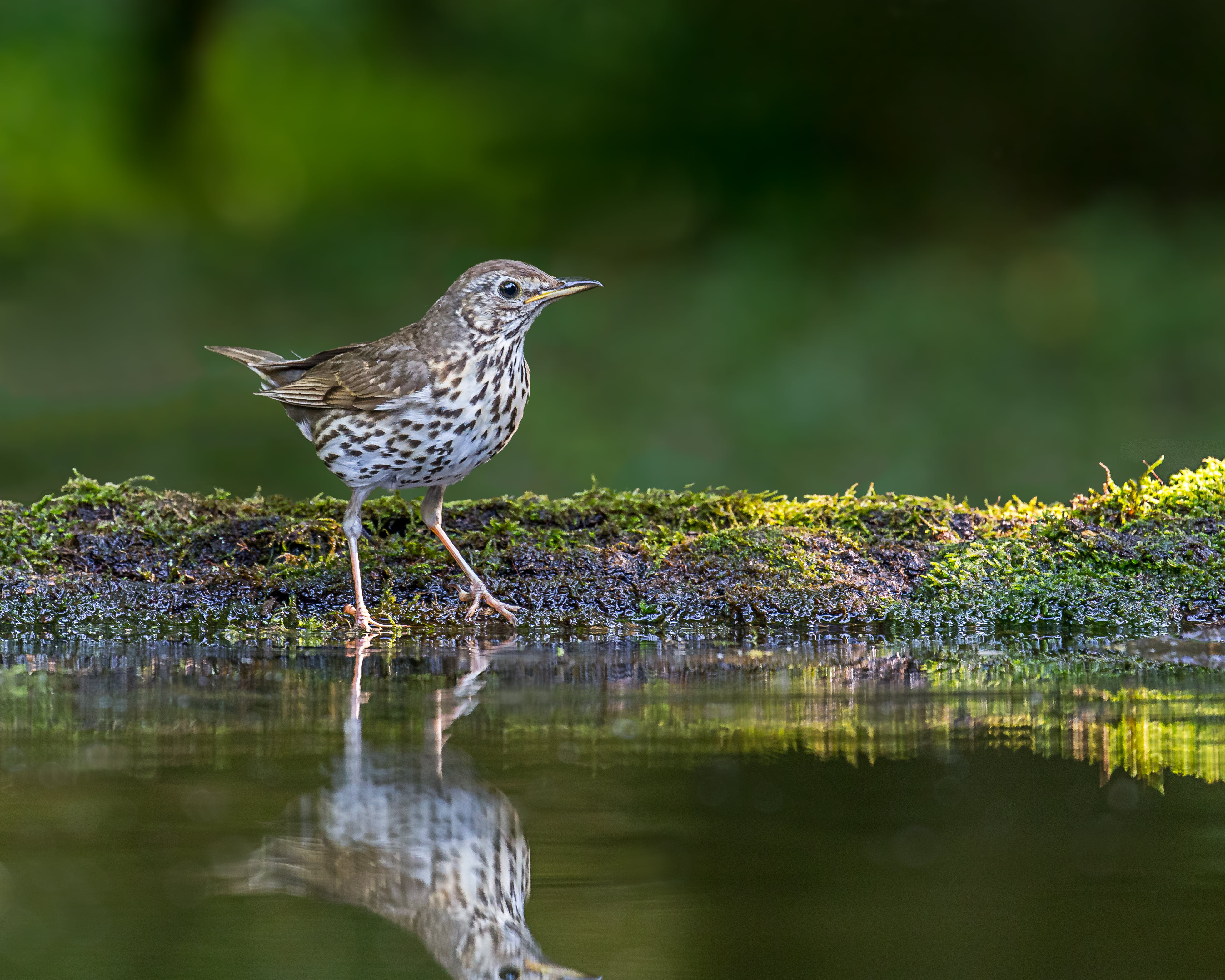 feather, Lens, Song Thrush, song, white, beak, body of water, outdoors, water, Nature, animal, wildlife, thrush, bird, 4K, white bird, near, body, brown, HD Wallpaper