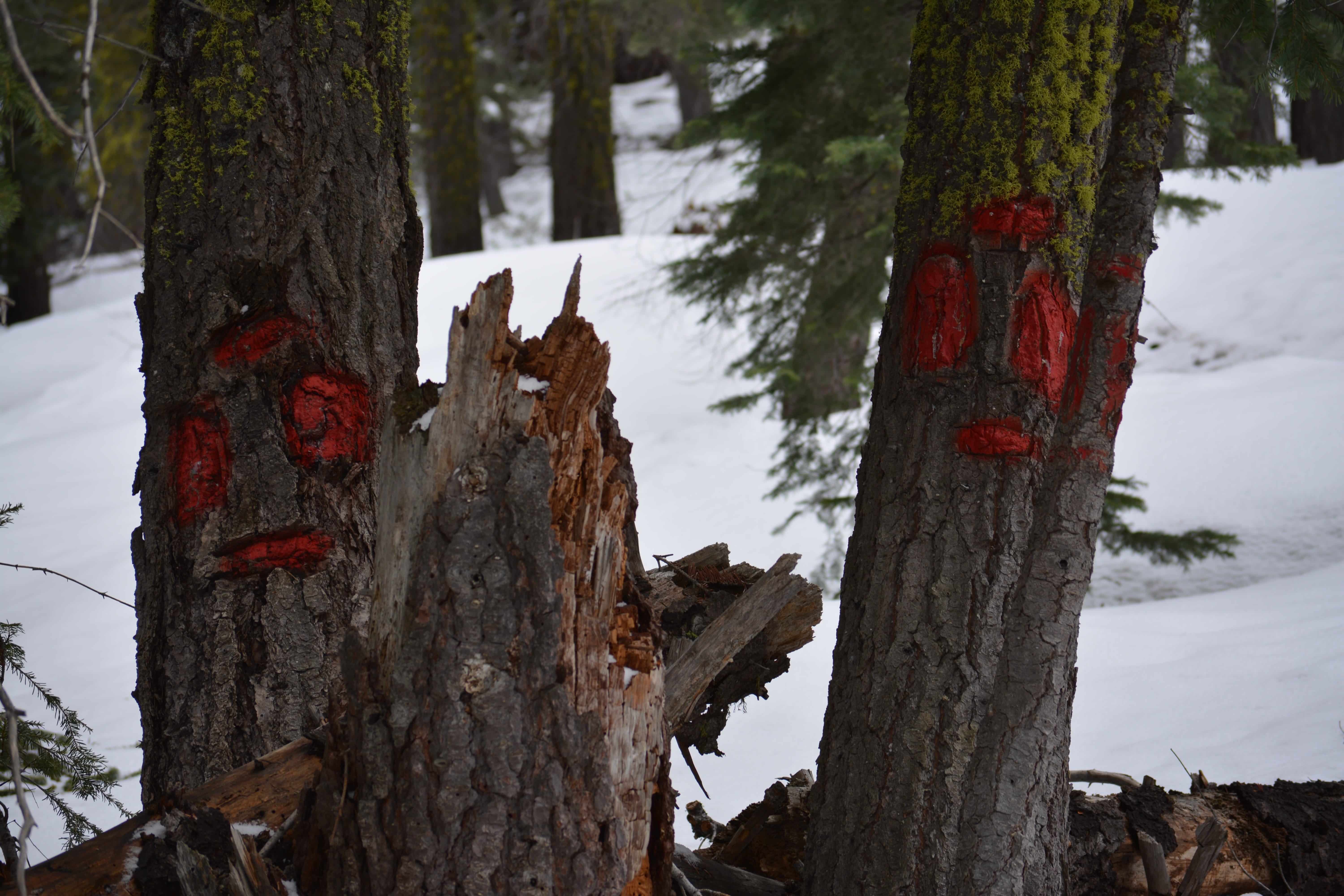 day, woodpecker, tranquility, california, growth, plant bark, faces, 5K, winter, snow, united states, forest, tahoe city, tree trunk, no people, tree, HD Wallpaper