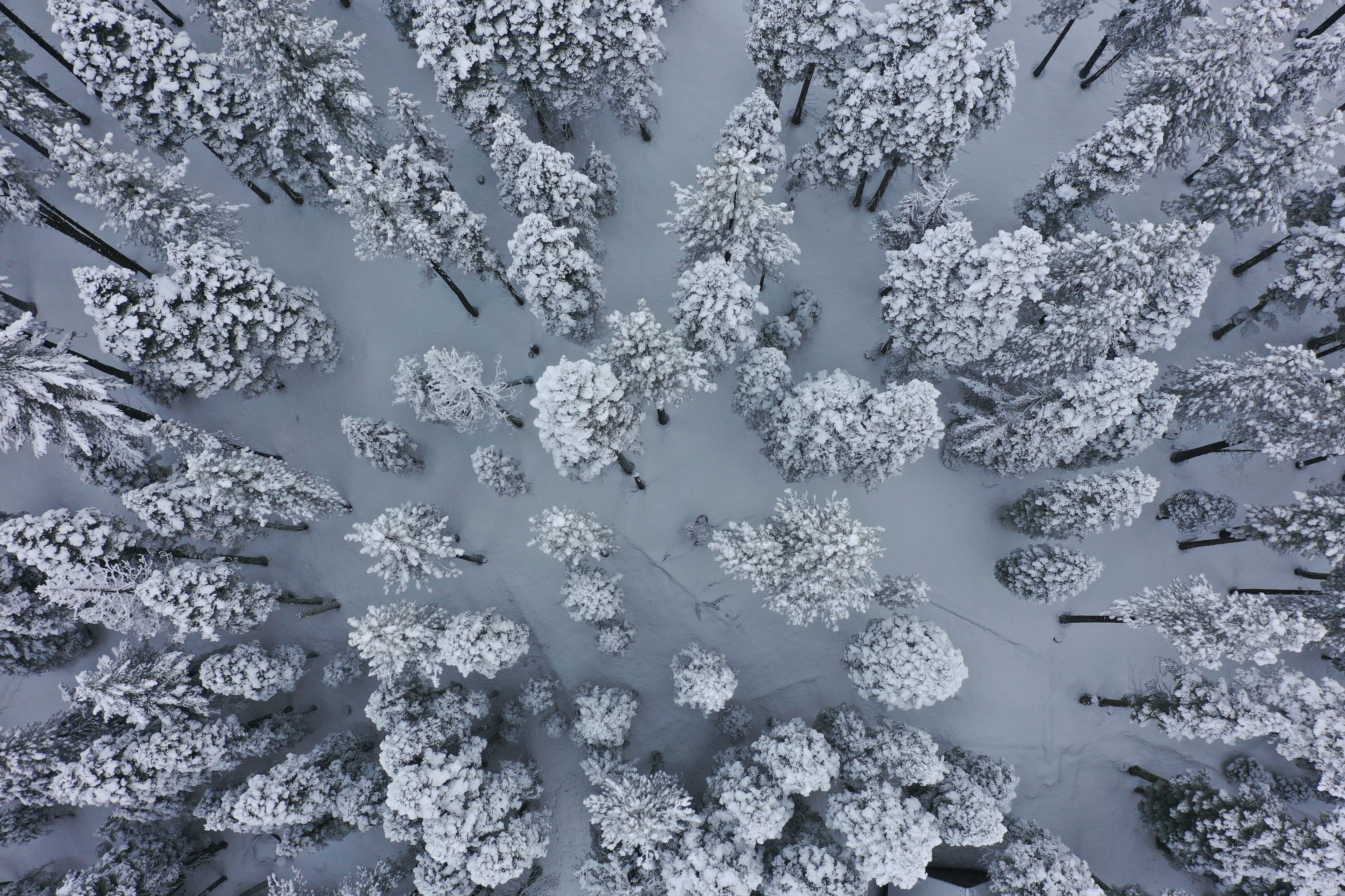 vulnerability, wonderland, ice, frozen, drone, tahoe city, fragility, land, full frame, 748 chapel ln, tree, frost, beauty in nature, cold temperature, HD Wallpaper