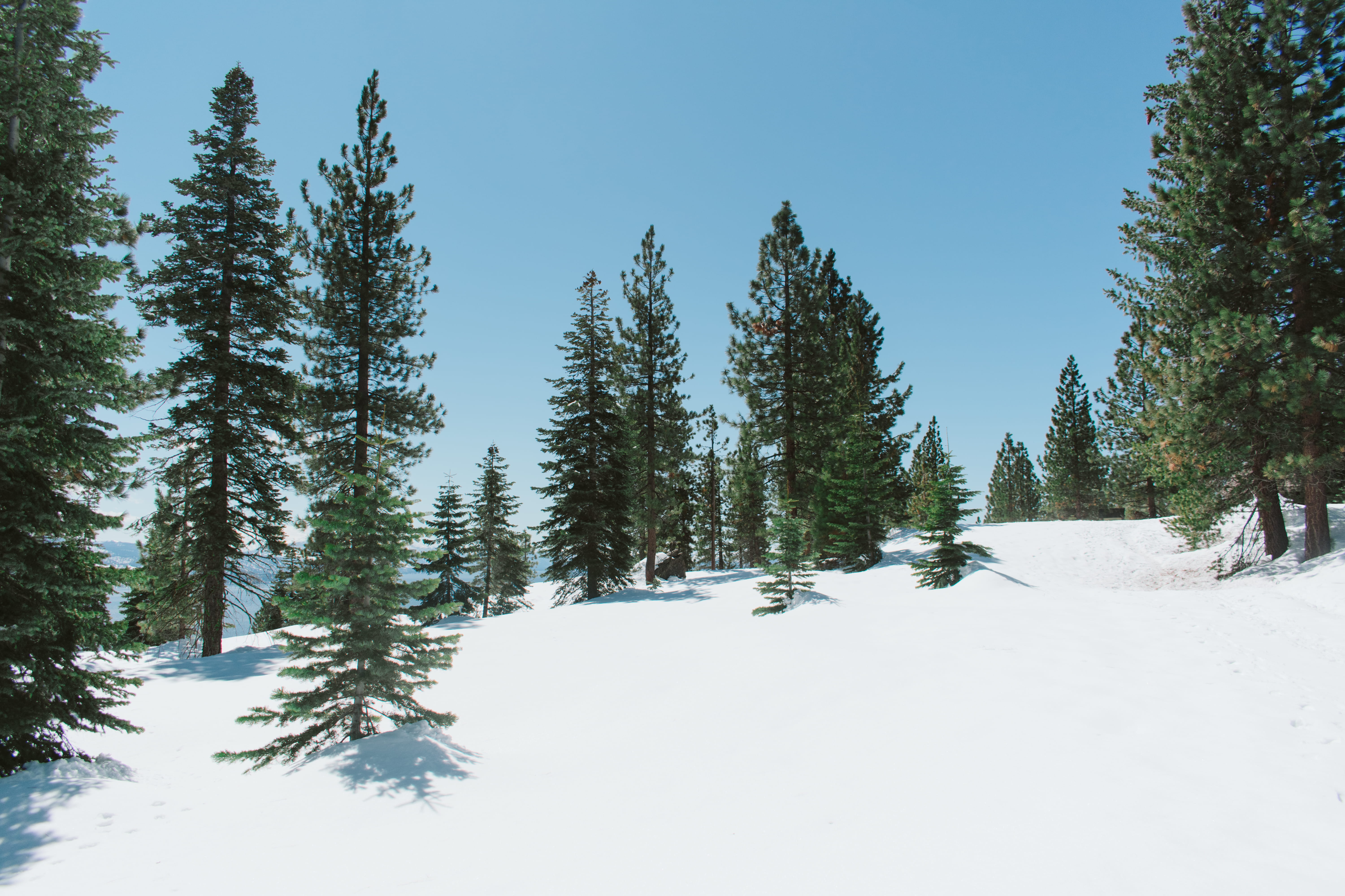 tranquility, day, california, growth, plant, larch, winter, fir, nature, abies, trees, clinic, outdoors, clear sky, beauty in nature, snow, tree, lake tahoe, HD Wallpaper