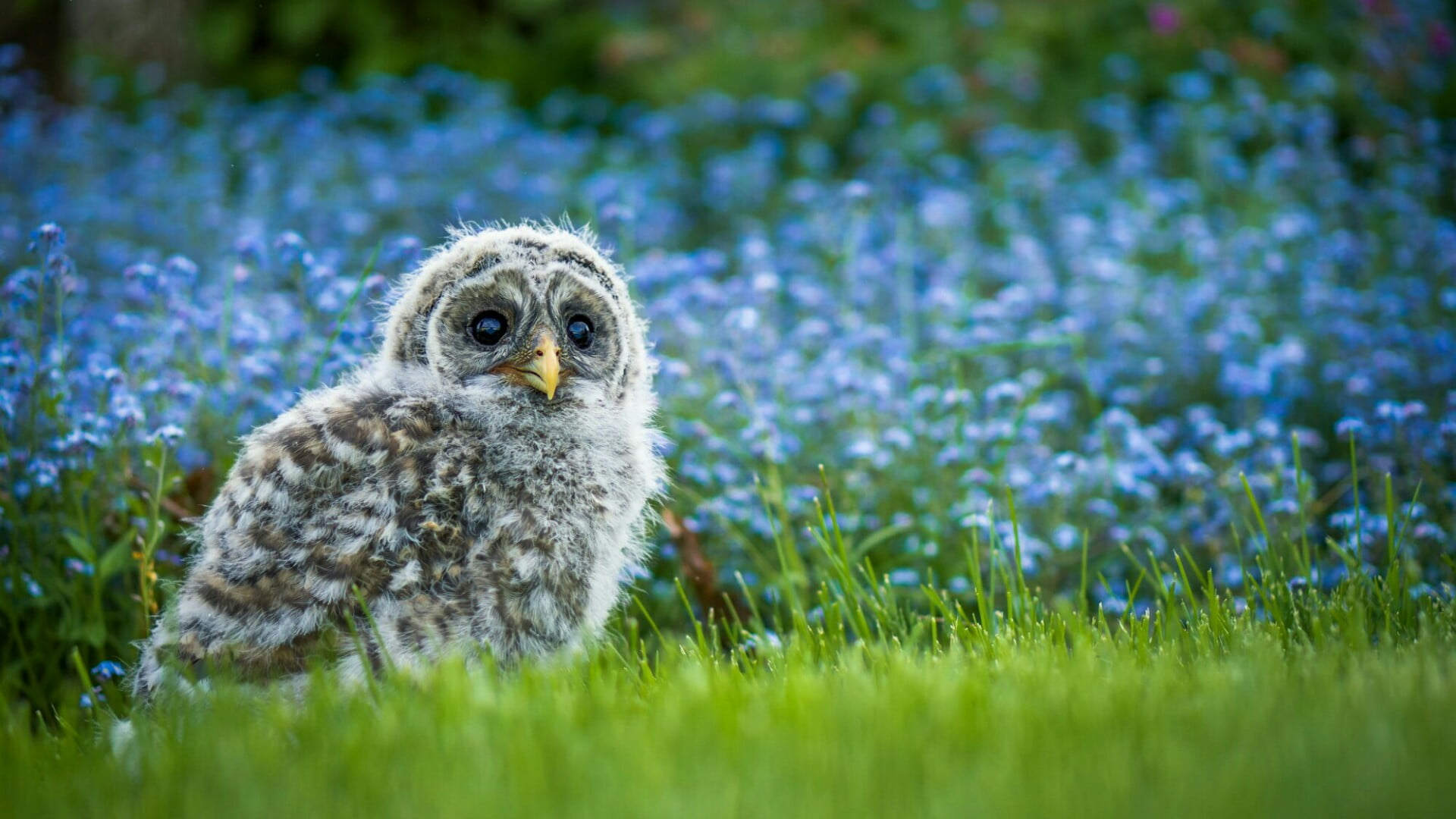 portrait, wildlife, chick, selective focus, grass, beak, grassland, animal, nature, owl, sky, barred owl, tree, meadow, vertebrate, wildflower, 1080P, HD Wallpaper