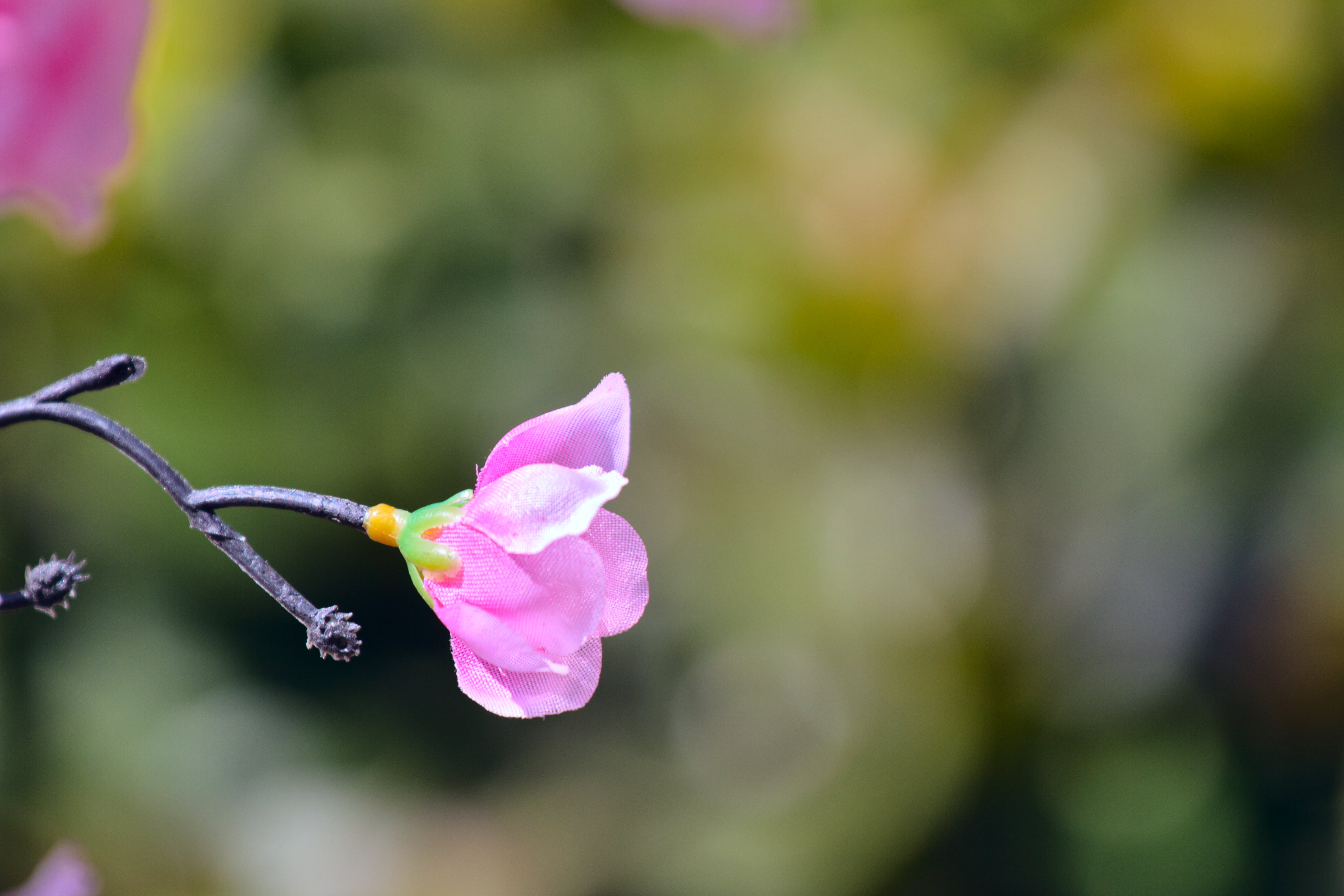 中国, C23, pink Color, nature, ming, 中國, NT, New.Territories, 植物, pink, Peach, 香港, 春, 馬鞍山, photographer, petaled, China, close up, Life, P1, flower, Hong.Kong, HD Wallpaper