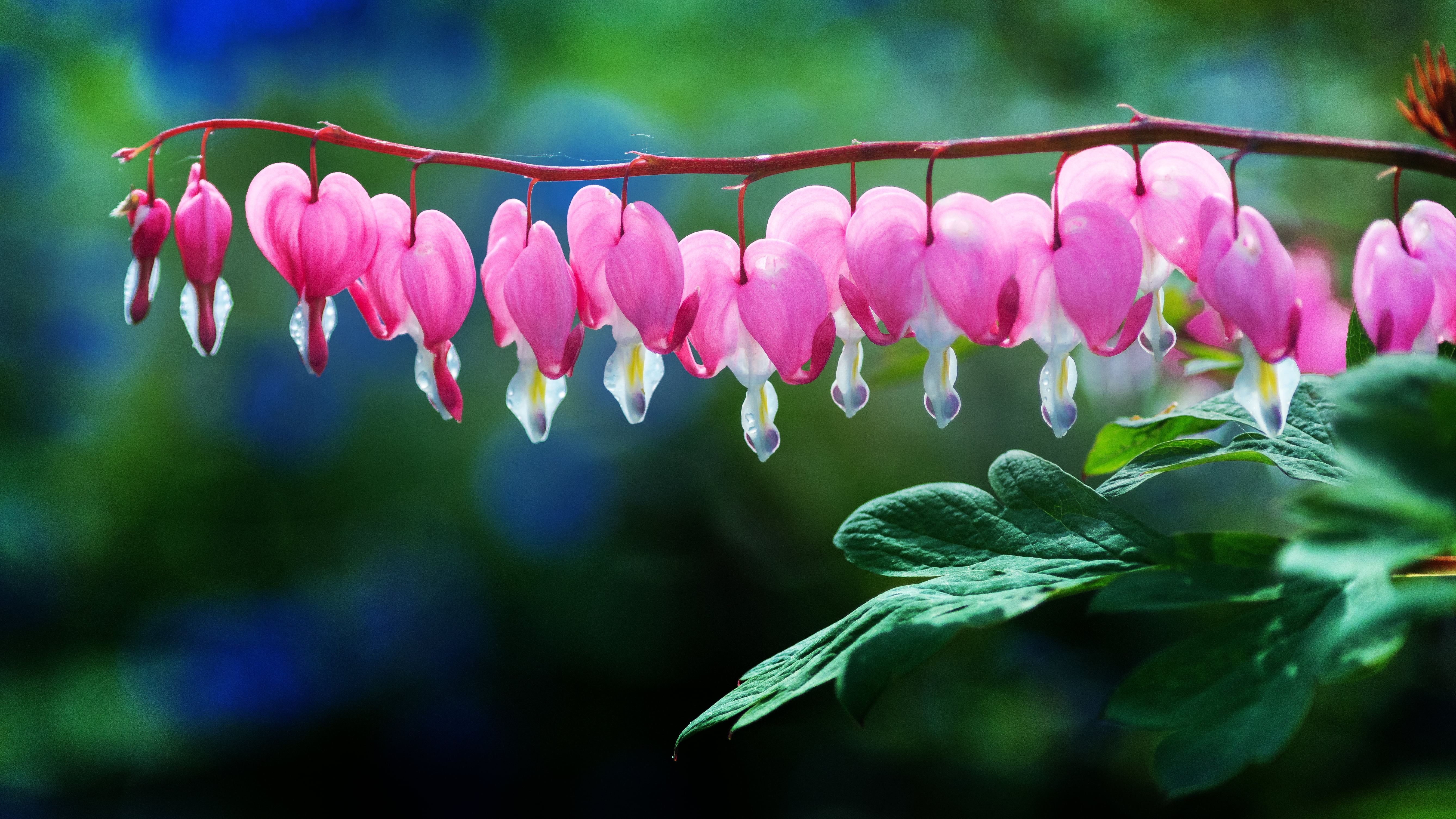 Zaun, flowers, colorful, madre, 5K, Herzen, flower, pink, Lamprocapnos spectabilis, de, Mothers Day, bloom, Día, pretty in pink, focus, Canon EOS 6D, photo, HD Wallpaper