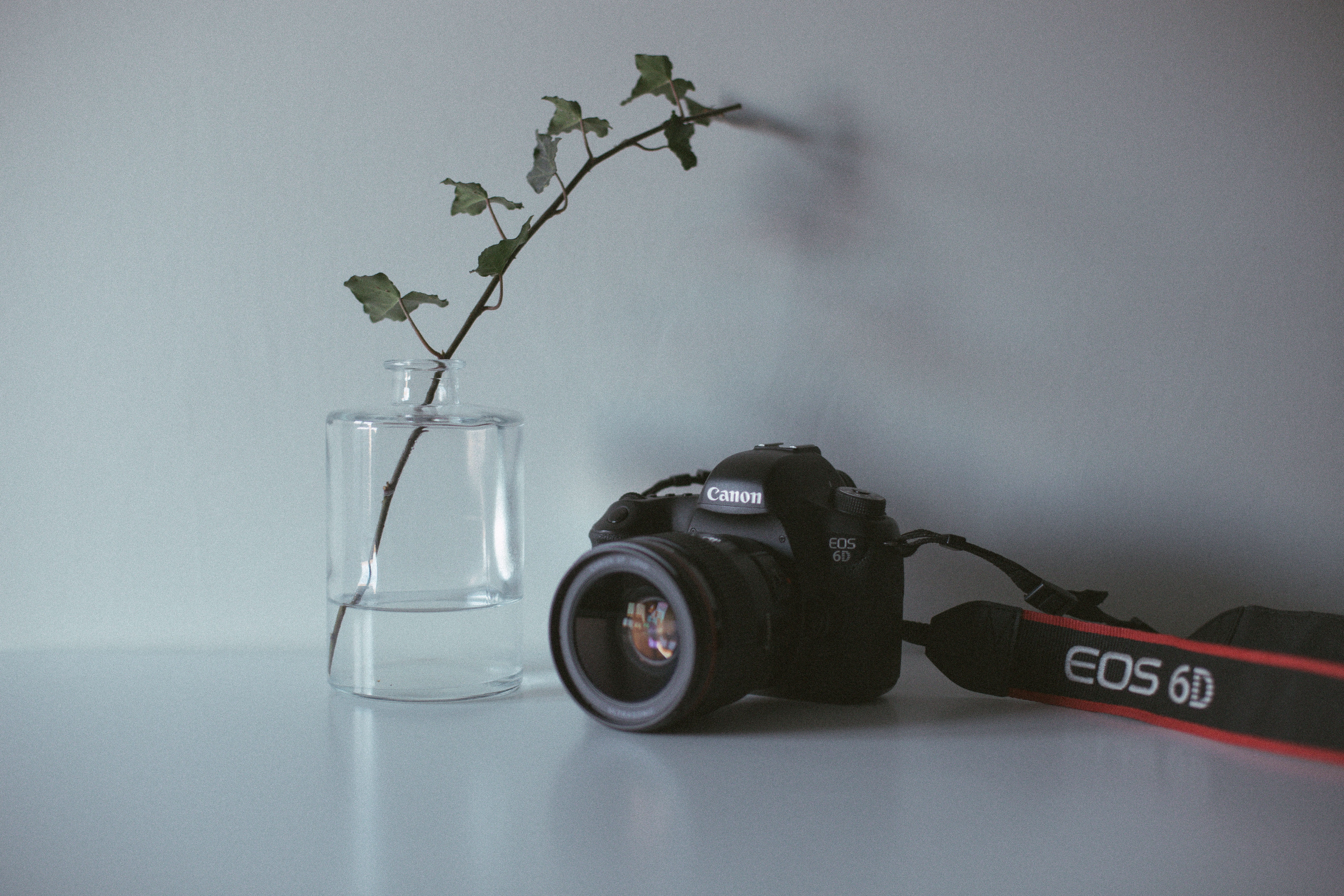 strap, indoors, close-up, animal, gray background, beside, single object, digital camera, jar, still life, black, d, plant, screen, display, wall - building feature, HD Wallpaper