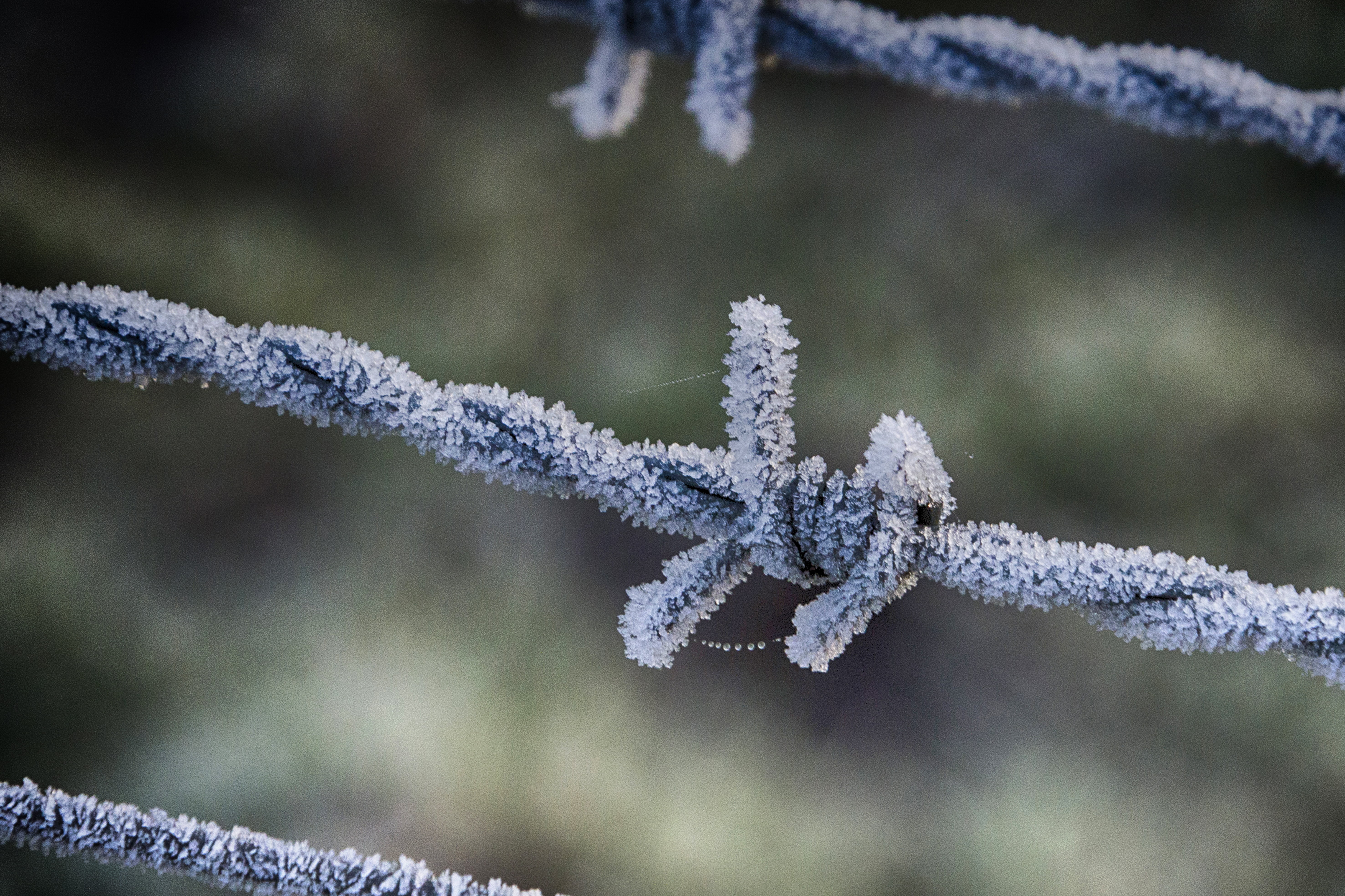 barbwire, Netherlands, Nederland, ice Crystal, Nikon, season, outdoor, Guda, nature  photography, ijs, snow, close-up, backgrounds, pearls, covered, Dof, HD Wallpaper