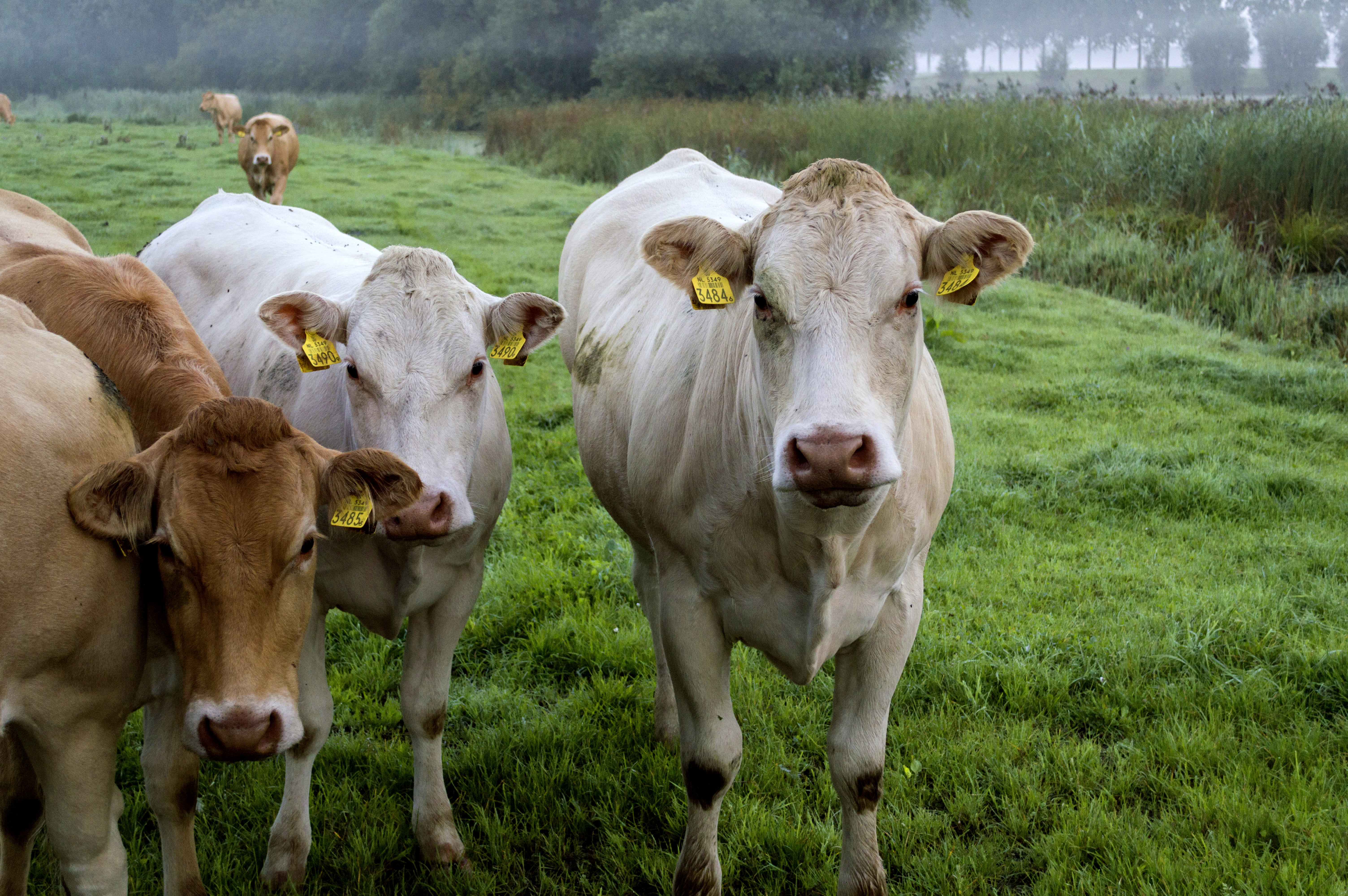 Nederland, Nikon, green grass, Zuid-Holland, grass, Dordrecht, 5K, field, P.D., Netherlands, mammal, cattle, livestock, animal, outdoor, Guda, pasture, HD Wallpaper