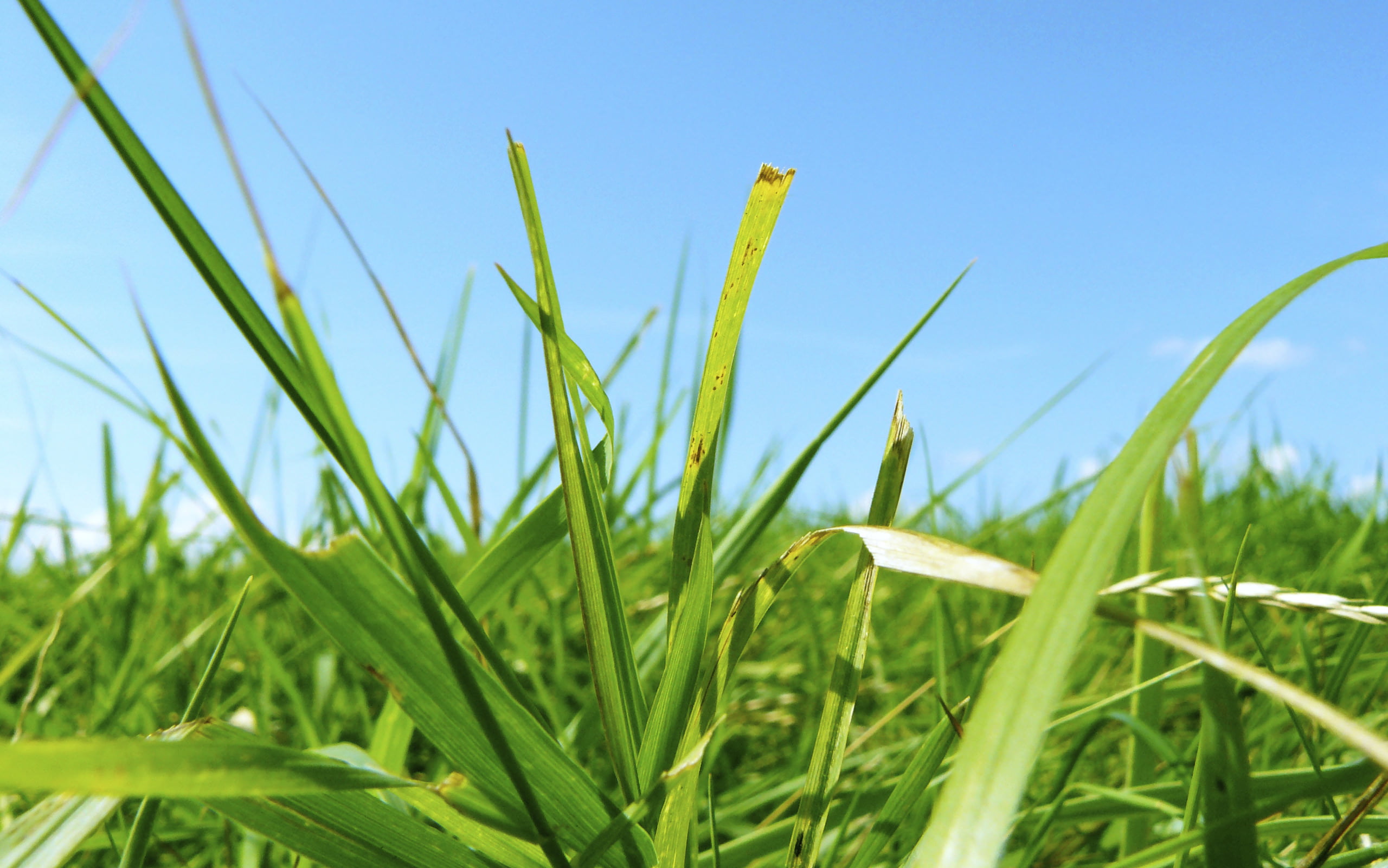 green Color, growth, meadow, agriculture, field, plant, de, nl, iPhoto, blue, shallow, summer, grasses, sky, nature, outdoors, focus, siebe, 2K, shallow focus, HD Wallpaper