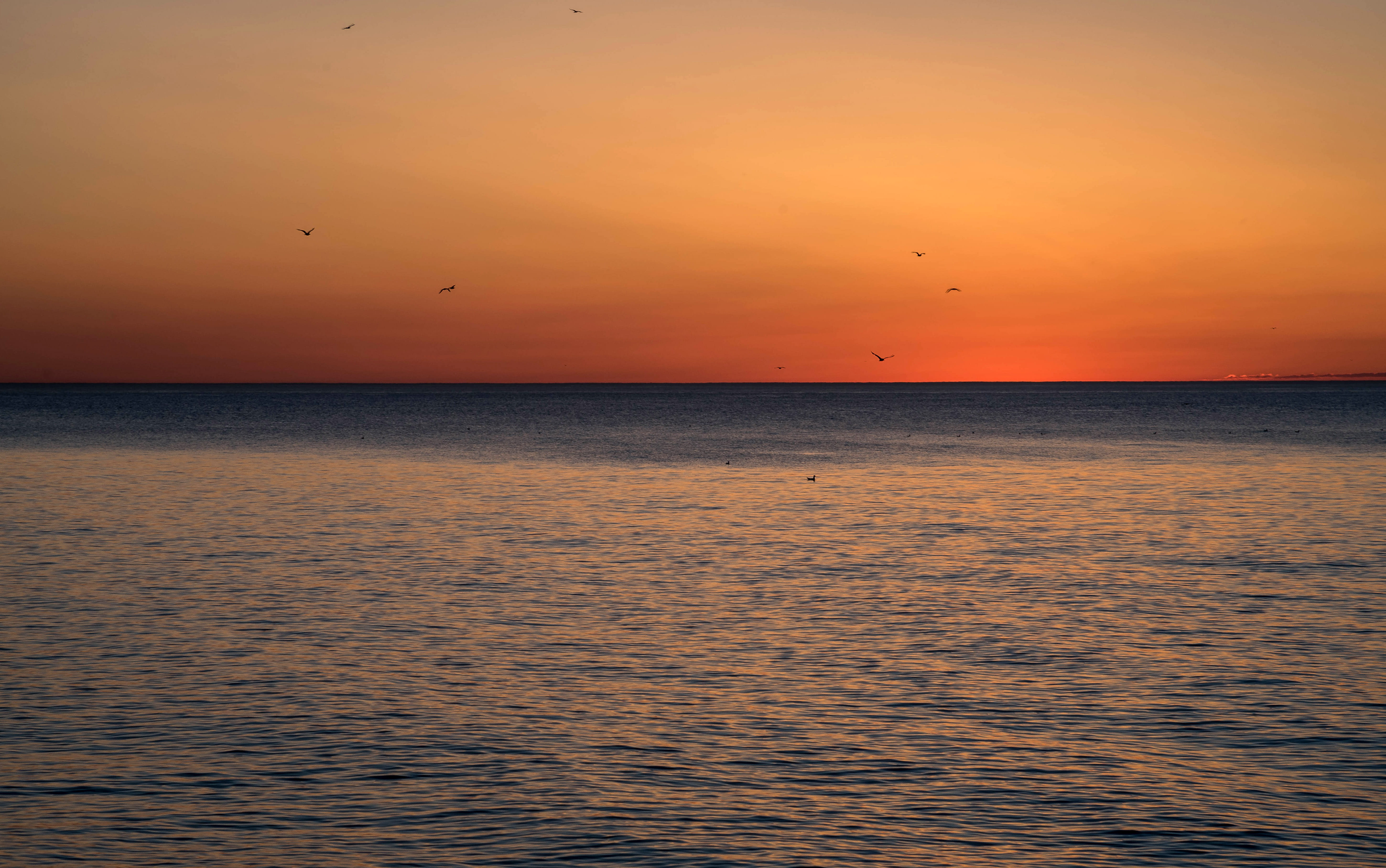nature, photo, Lake Michigan, outdoors, romantic sky, beach, dusk, beauty In Nature, sea, Point Beach, bird, Daybreak, Wisconsin, scenics - nature, sunset, HD Wallpaper