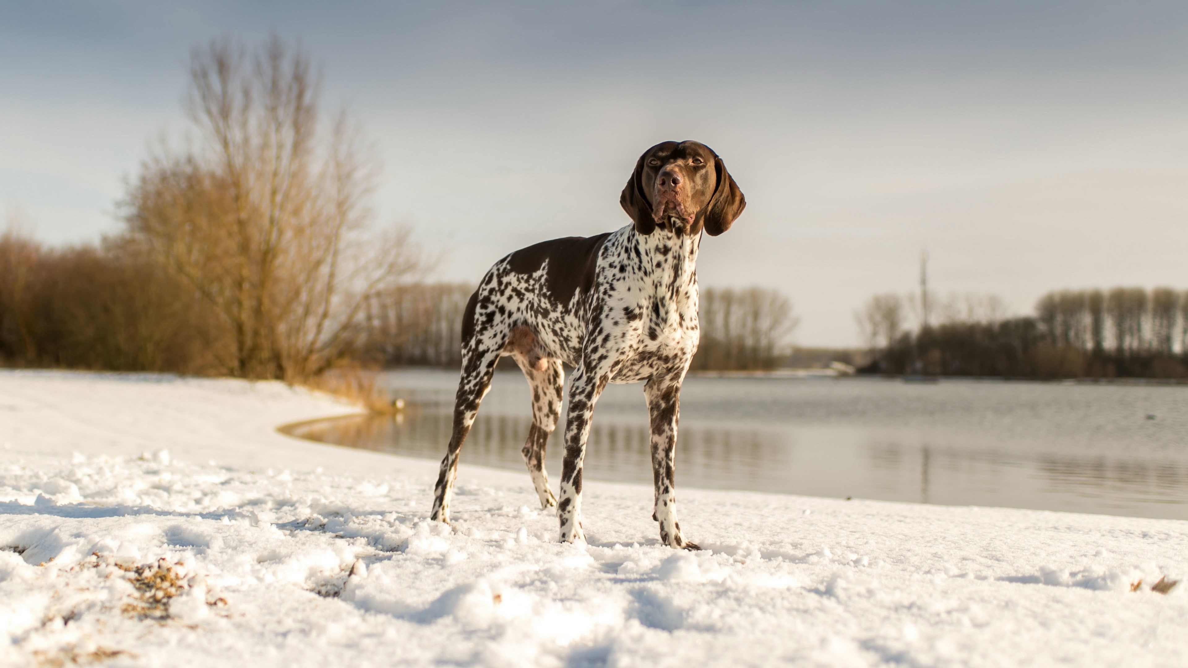canine, mammal, 4K, winter, warm clothing, animal, one animal, dog, cold temperature, beauty in nature, young adult, german shorthaired pointer sweet dog image, HD Wallpaper